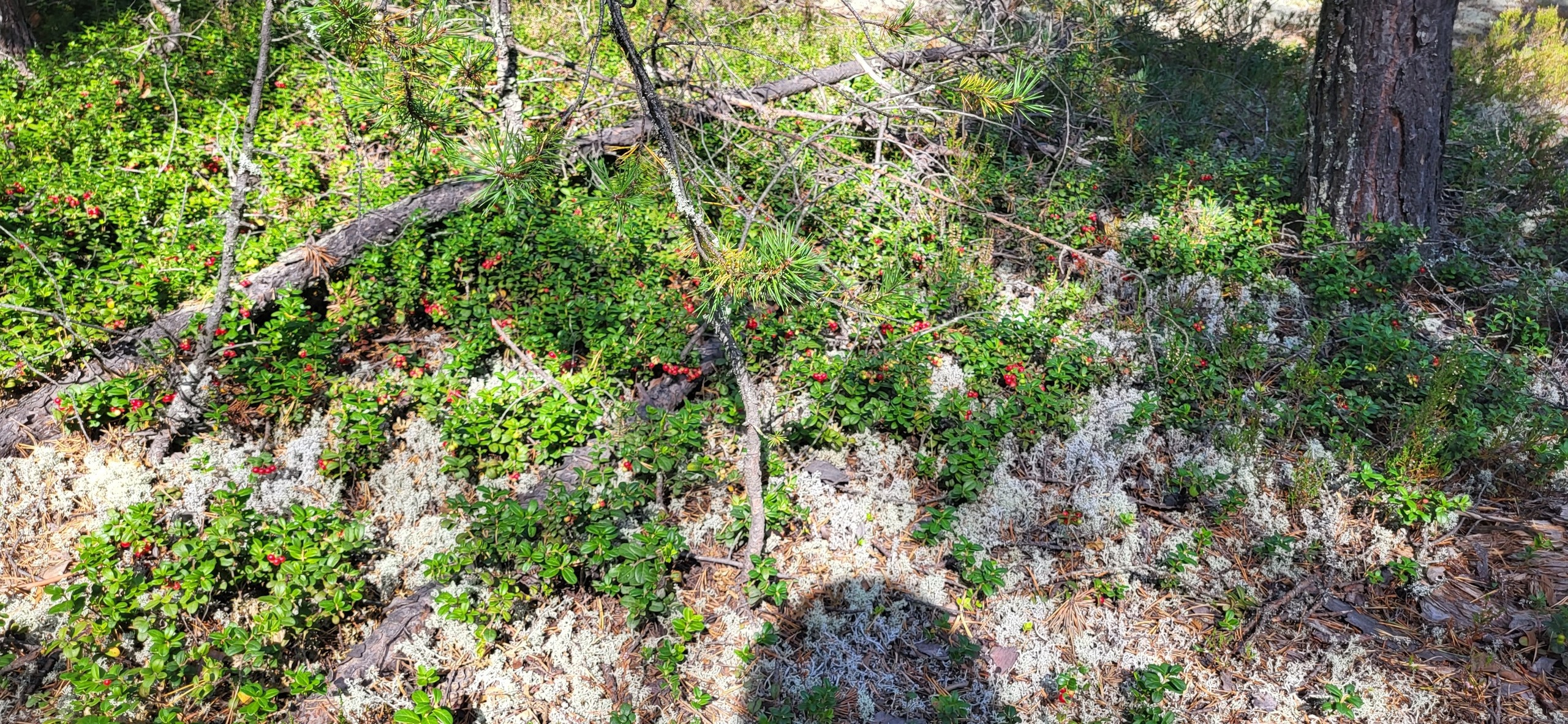 Карелия | 16-18.08.24. Галерея Фантим