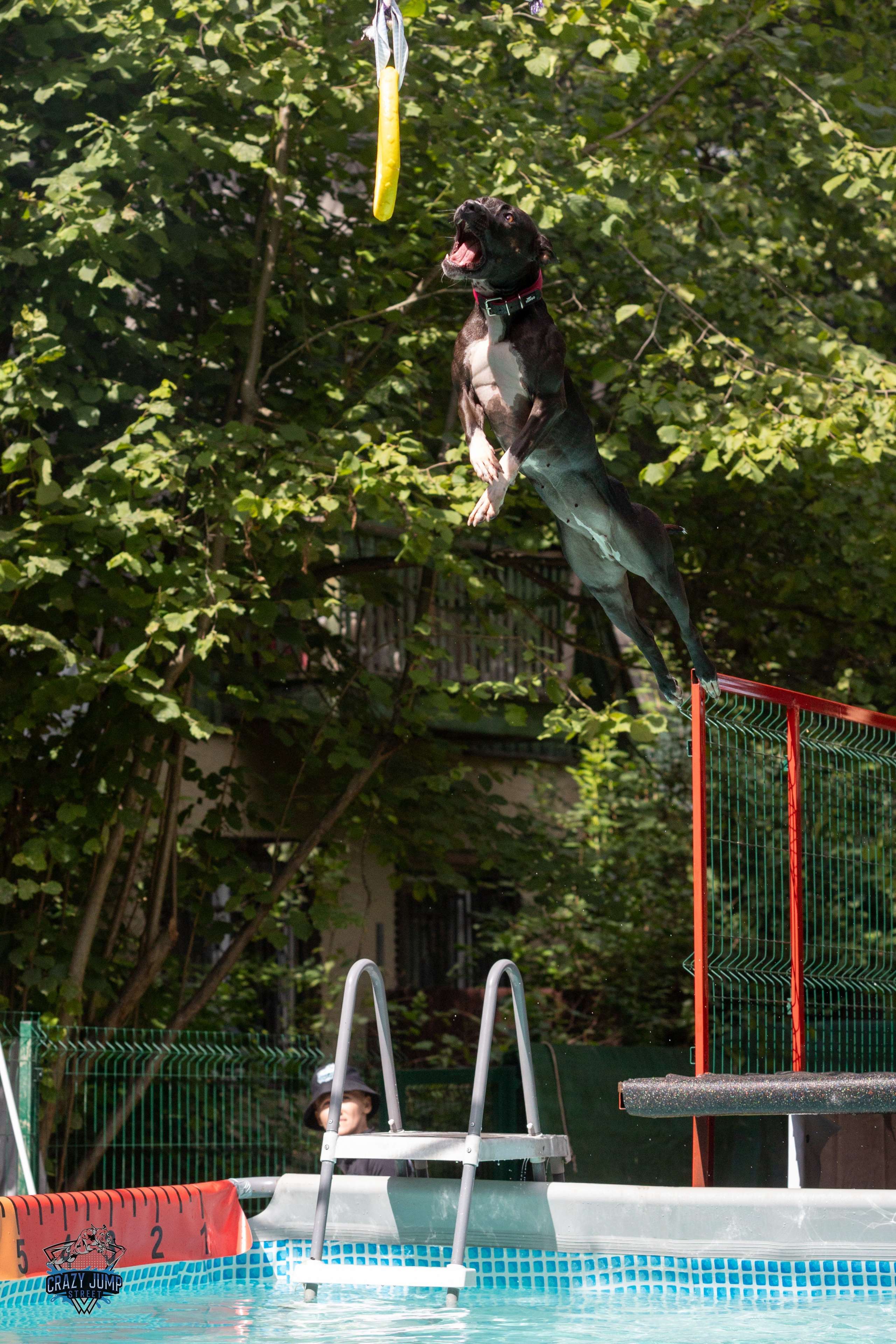 Собаки, спорт, Док дайвинг. Свадебный и репортажный фотограф в Москве и Московской области