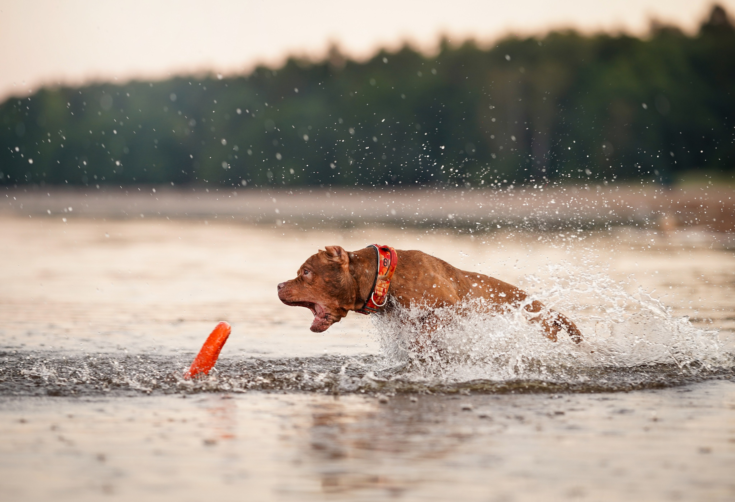 Татьяна Изи и Джем. Фотограф-анималист в Санкт-Петербурге Яна Мартынова