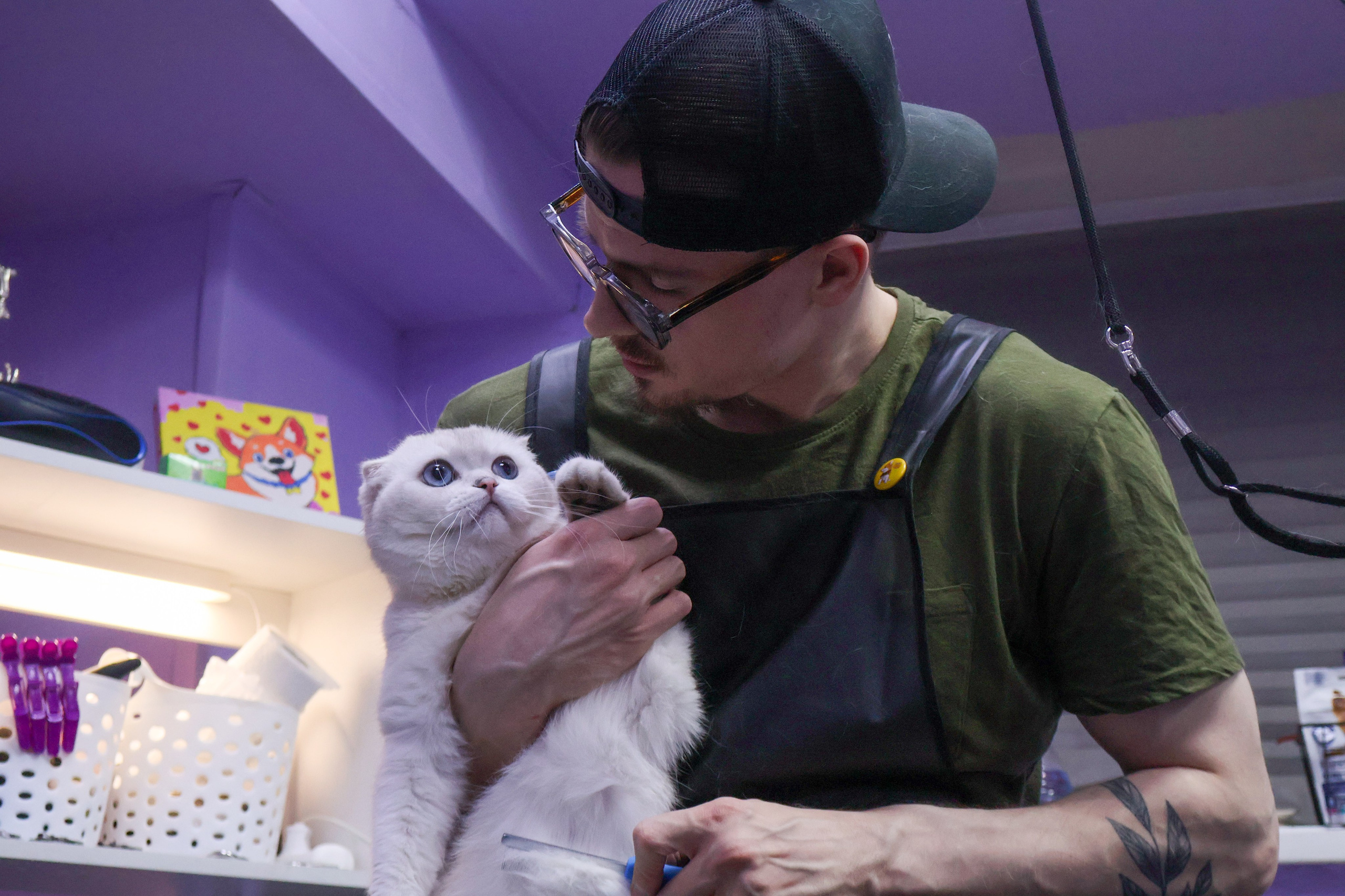 Усы, лапы, хвост. Фотограф ChelFedor