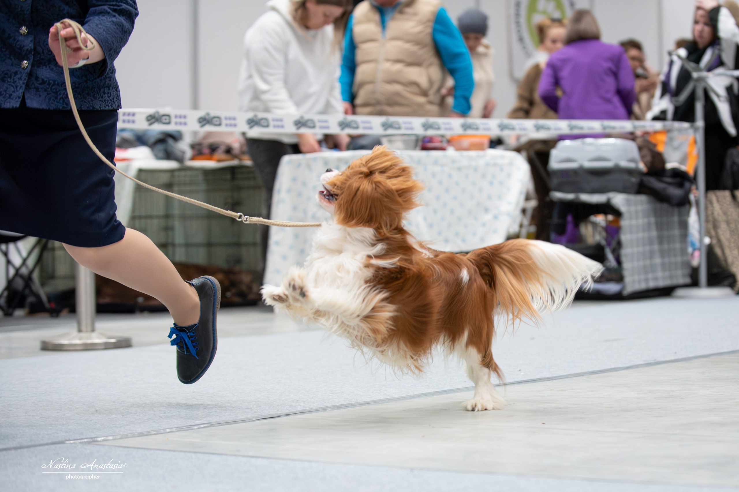 Выставки. Фотограф — Анималист