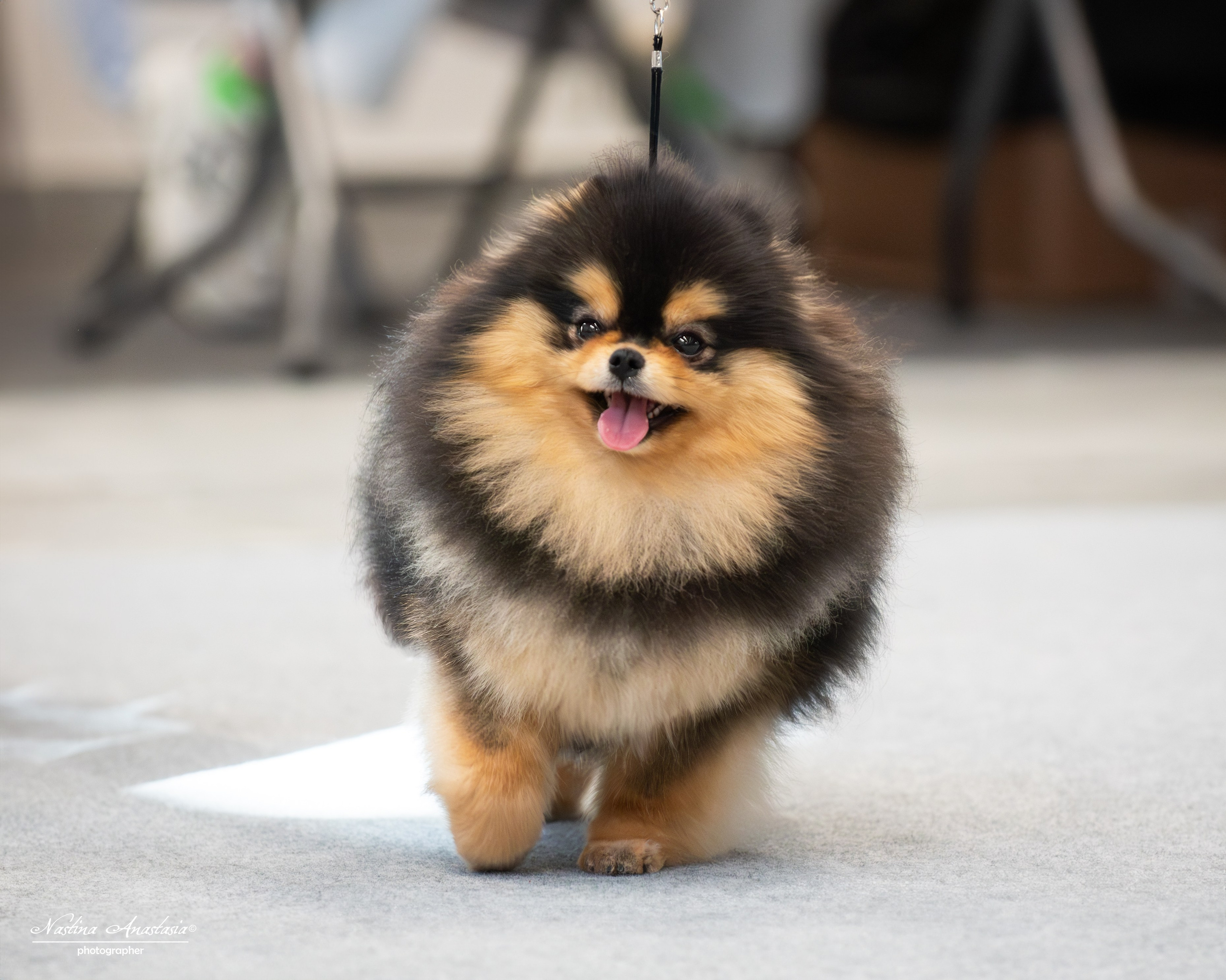 Выставки. Фотограф — Анималист