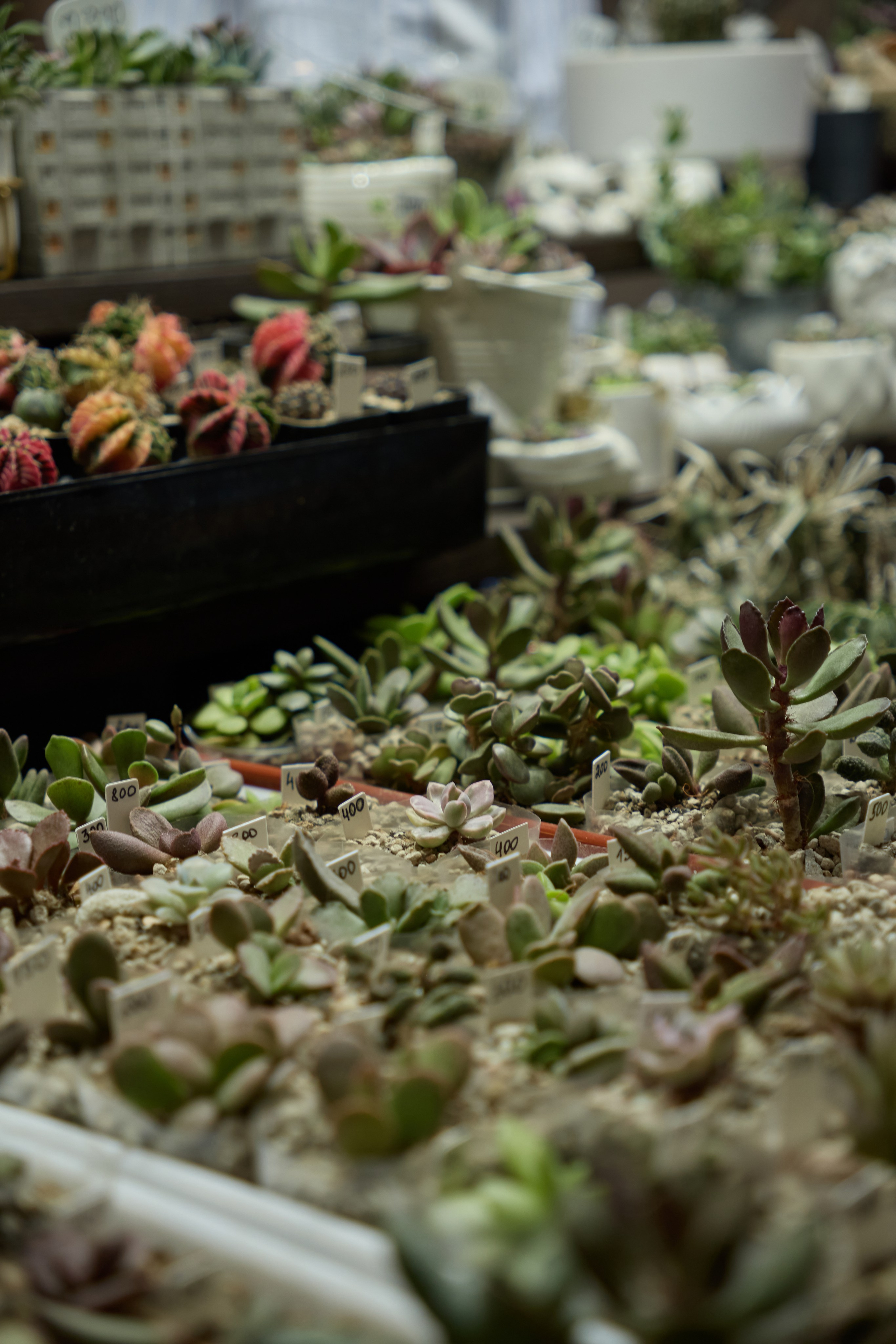 Цветочная ярмарка