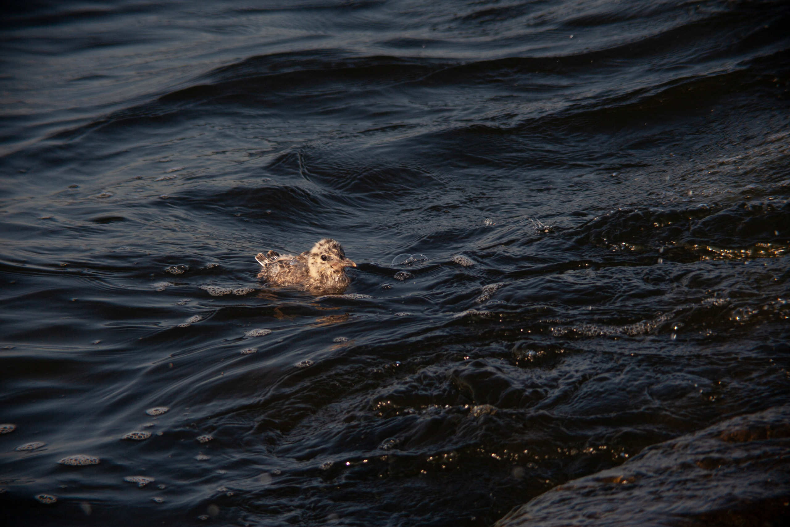 Птичий базар на заливе. Фотограф Адигамова Юлия в Петербурге