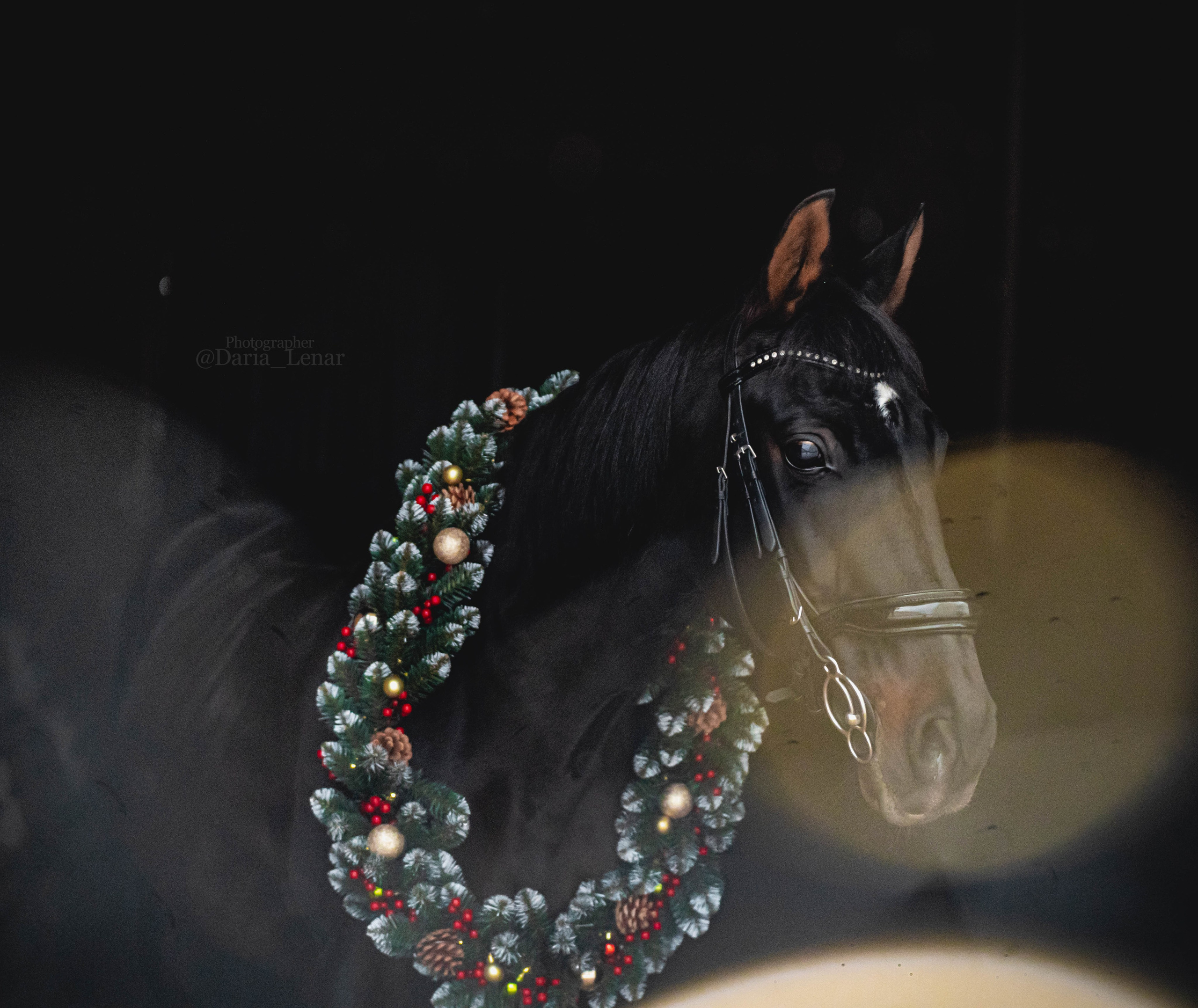 Новогодний венок. Фотограф в Москве Ленарская Дарья