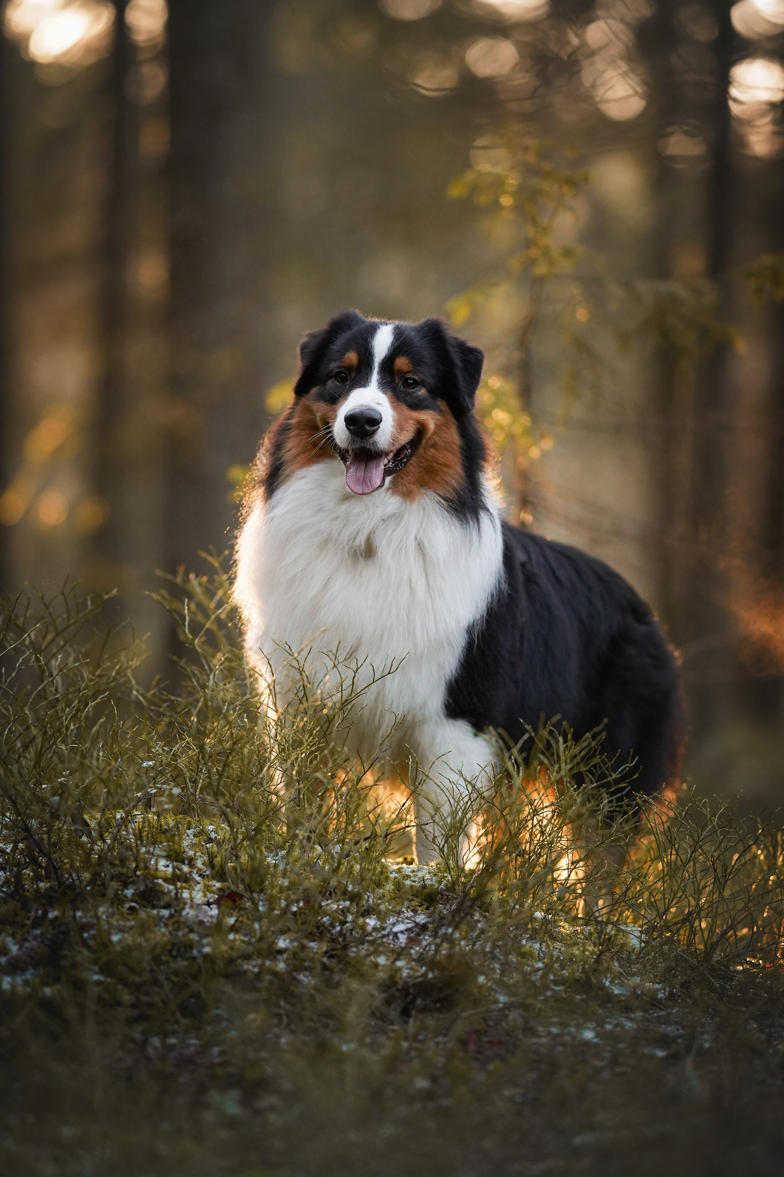 Бэст Айла и Панда. Фотограф-анималист в Санкт-Петербурге Яна Мартынова