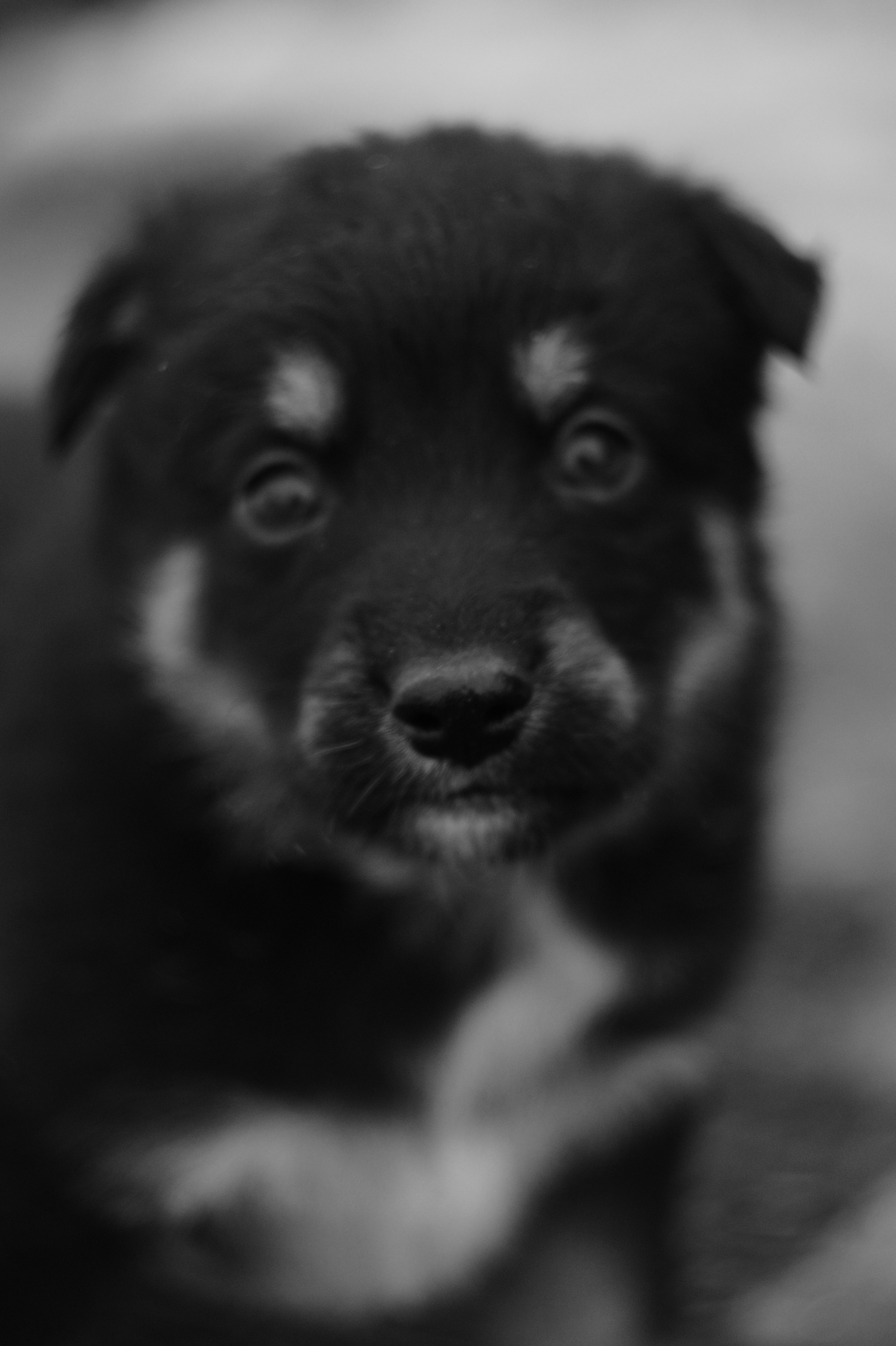 Dogs. Профессиональный фотограф