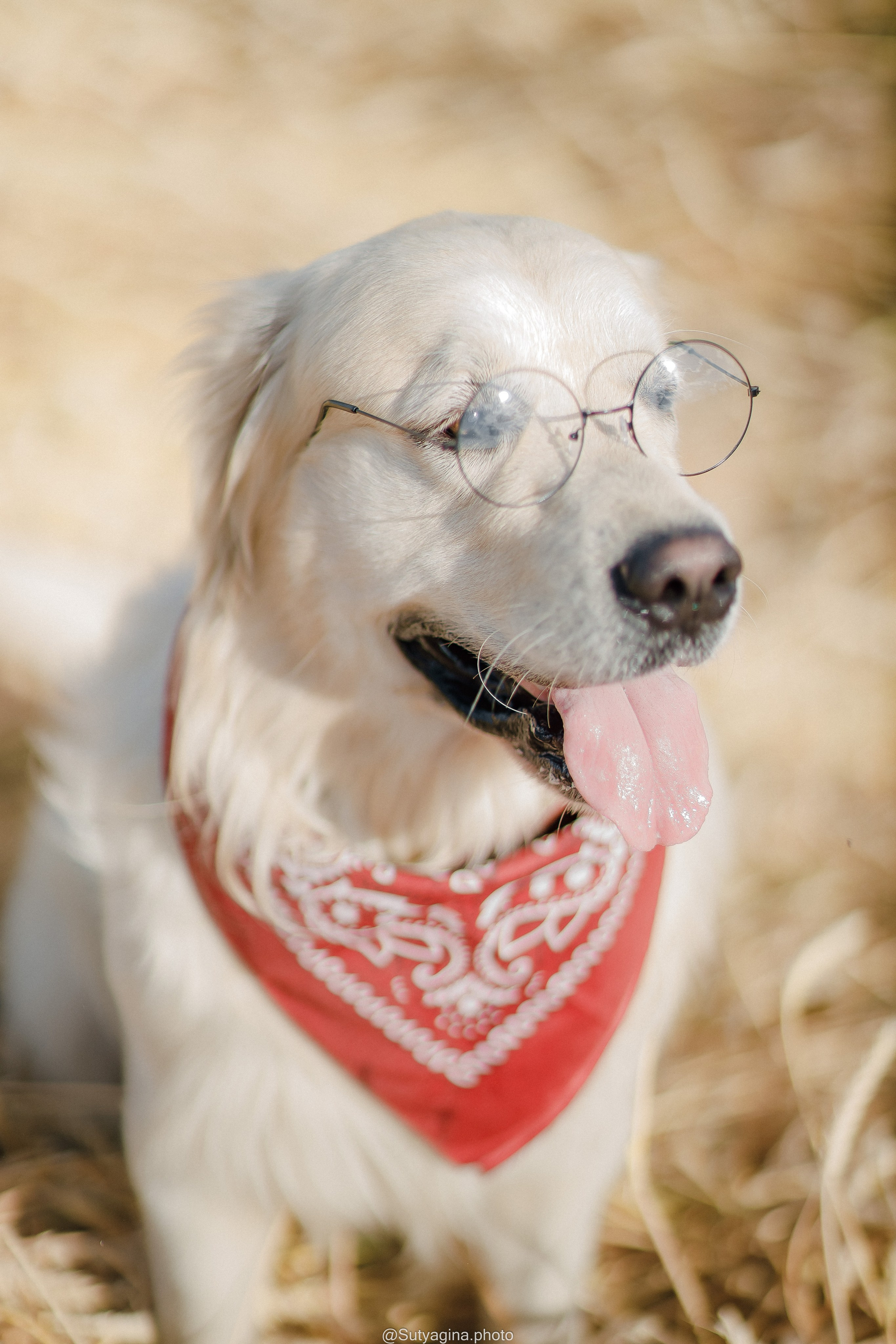 Золотистый ретривер Снежик. Свадебный и женский фотограф