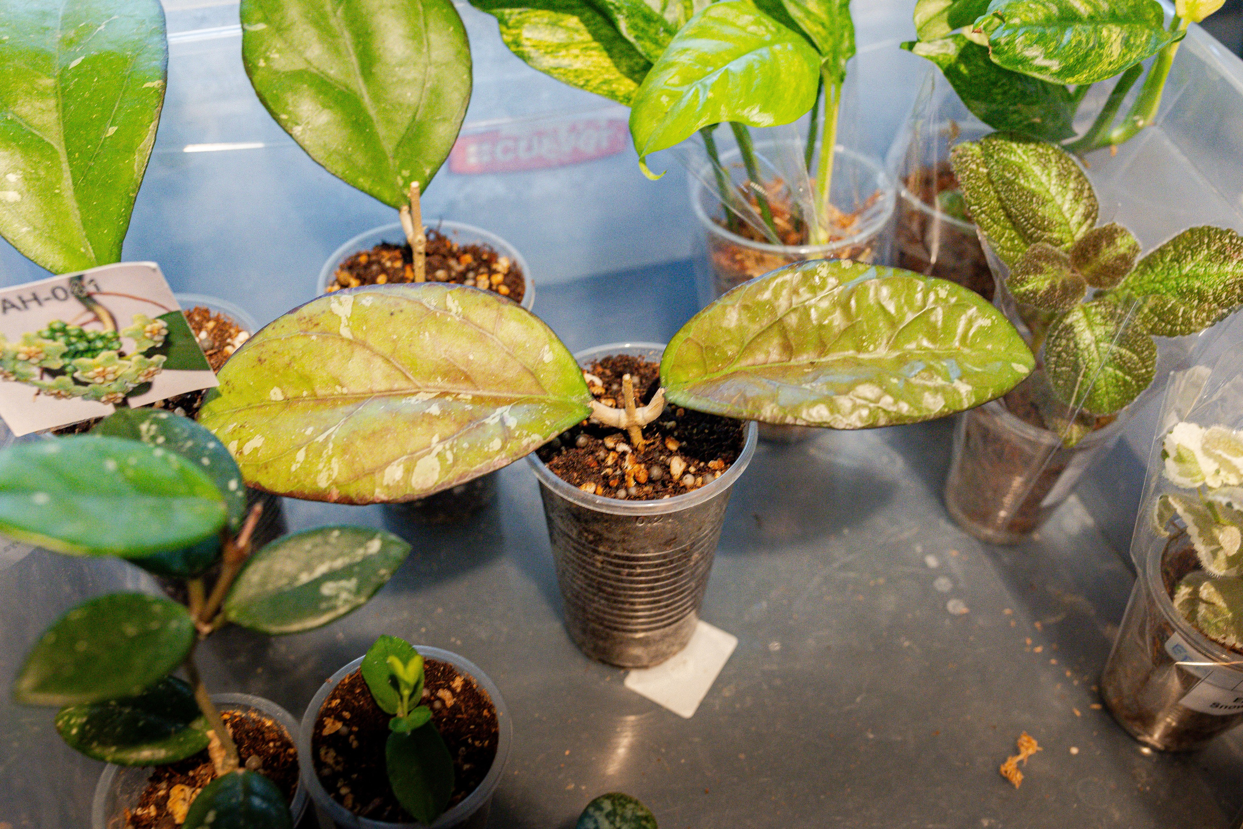 Growbox 1–2 марта. Александра Куликова фотограф, Москва