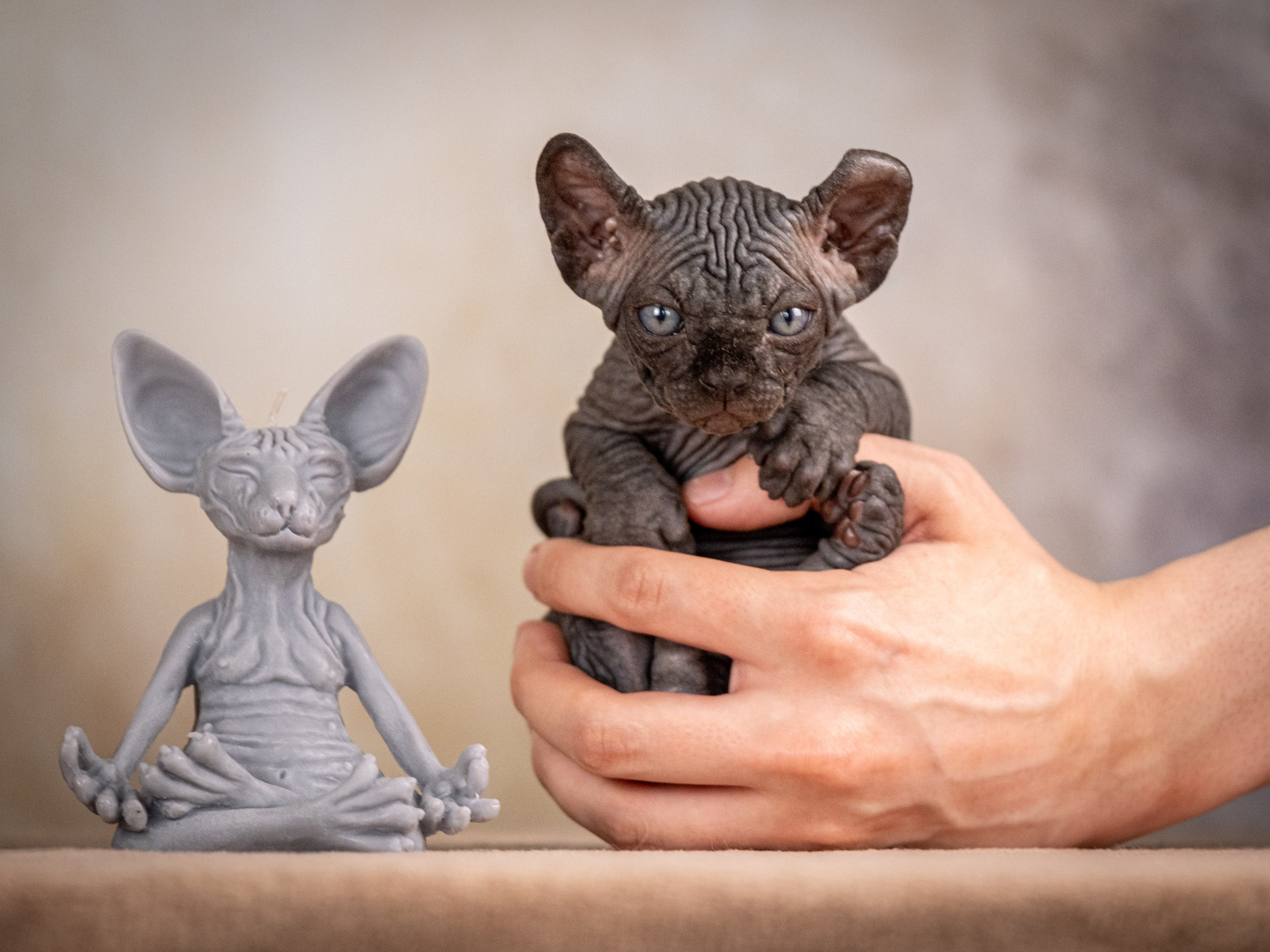 Сфинксы и эльфы для Никиты!. Зоофотограф, фотограф животных в Москве и области Дина Дамоцева