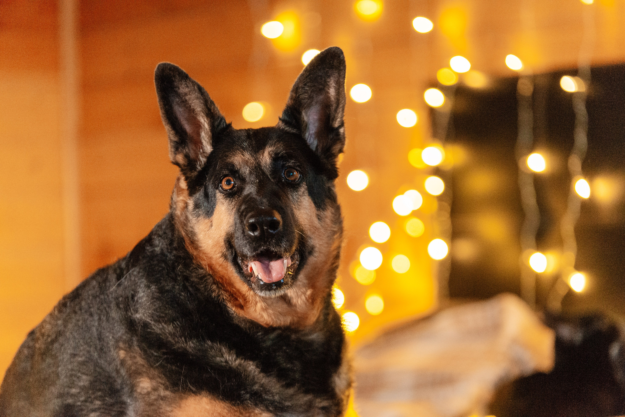 Светлана, Альфа и кошки ✨. Фотограф-анималист Анастасия Парфенова|Екатеринбург