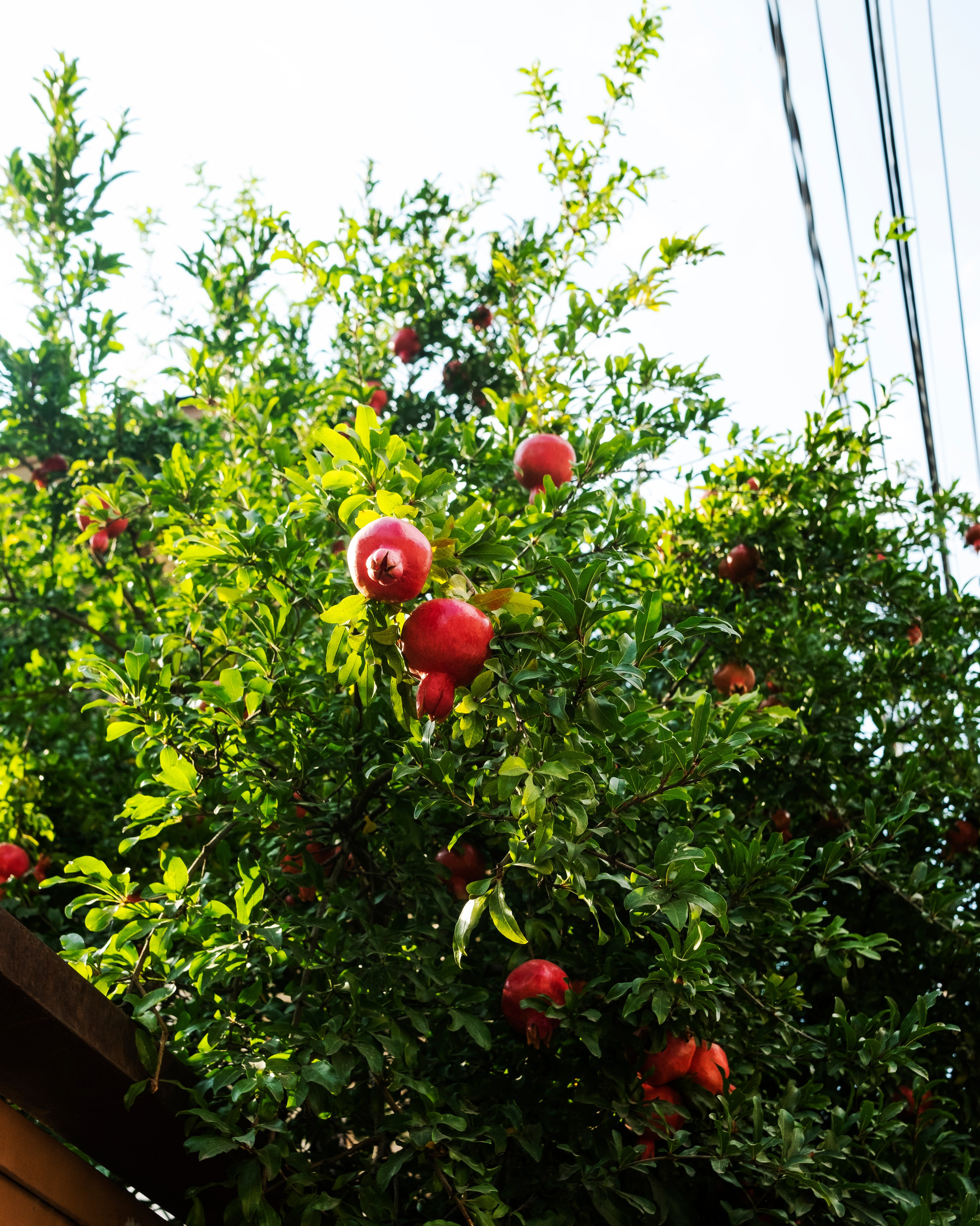 Тбилиси, 2024. Портретный фотограф в Москве Евгения Яковенко