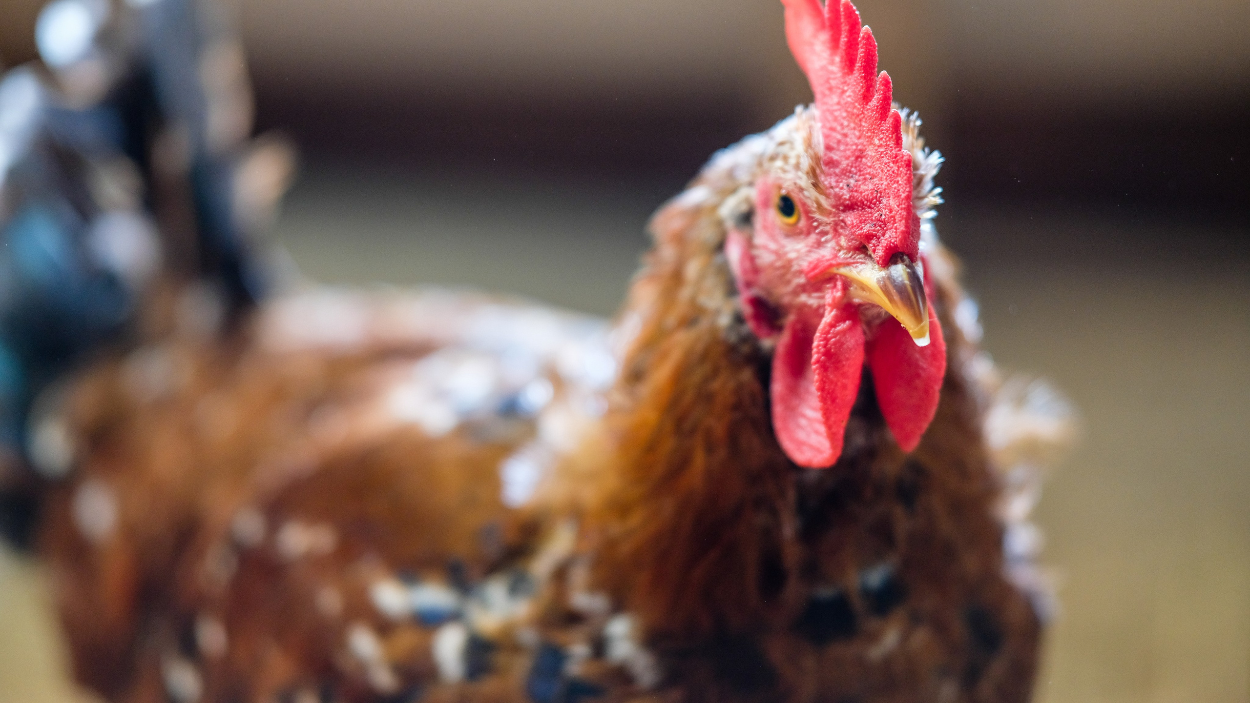 Животные и птицы. KRUTOVA_фотографирую жизнь