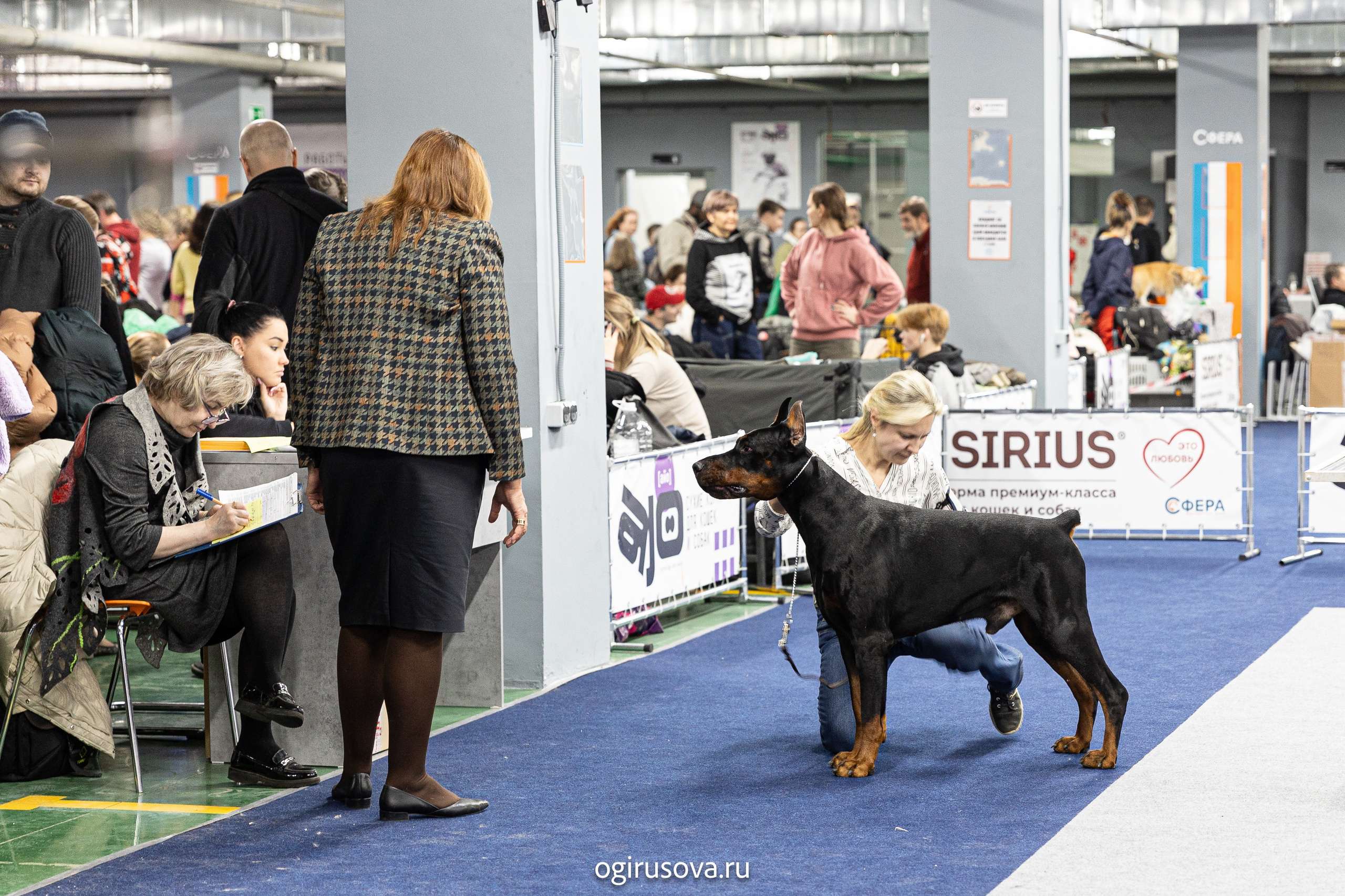 РОО КЛЖ «Олимп"+"Империя"+"Виктория».Выставка собак. Фотограф Ольга Гирусова «Пантерочка» Москва