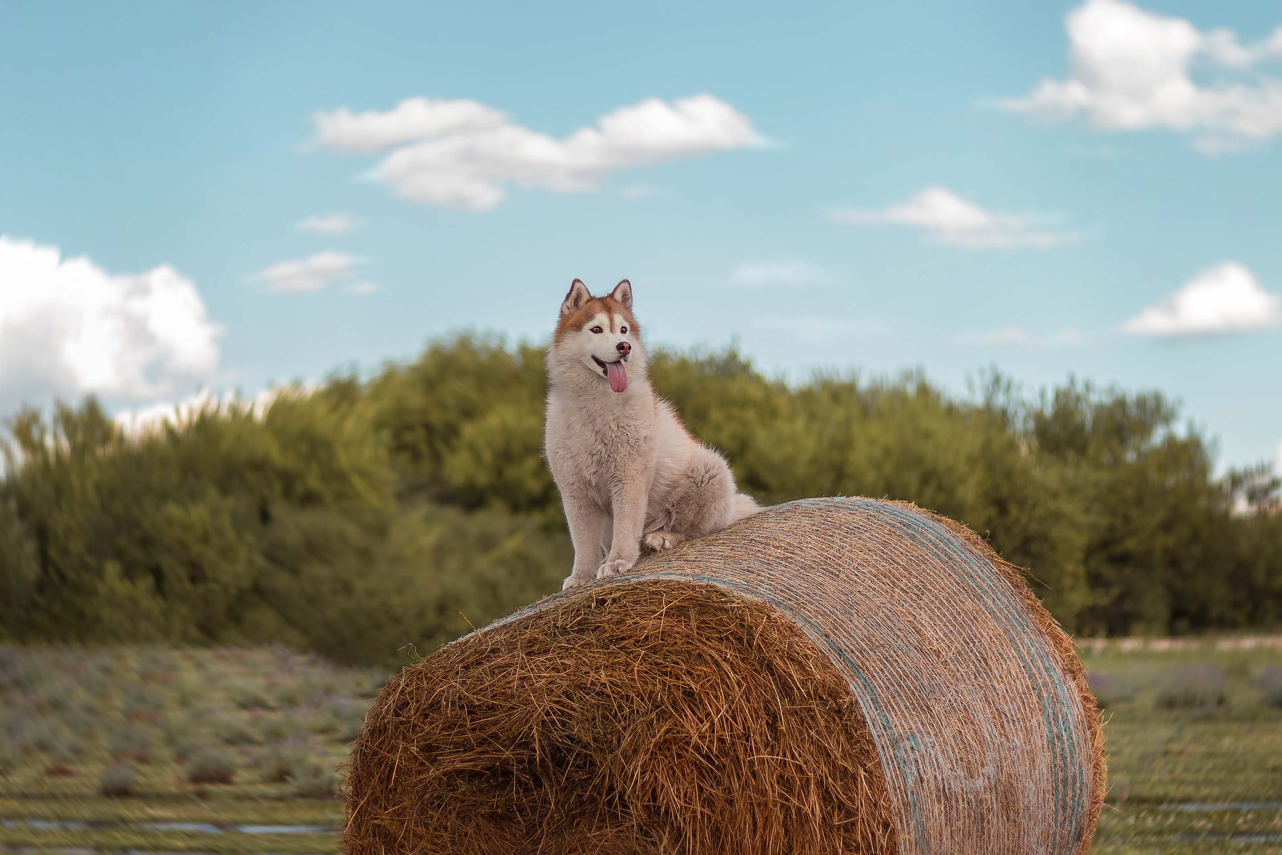 Портфолио фотографа-анималиста из Воронежа Алины Ивановой. Фотограф — анималист Алина Иванова