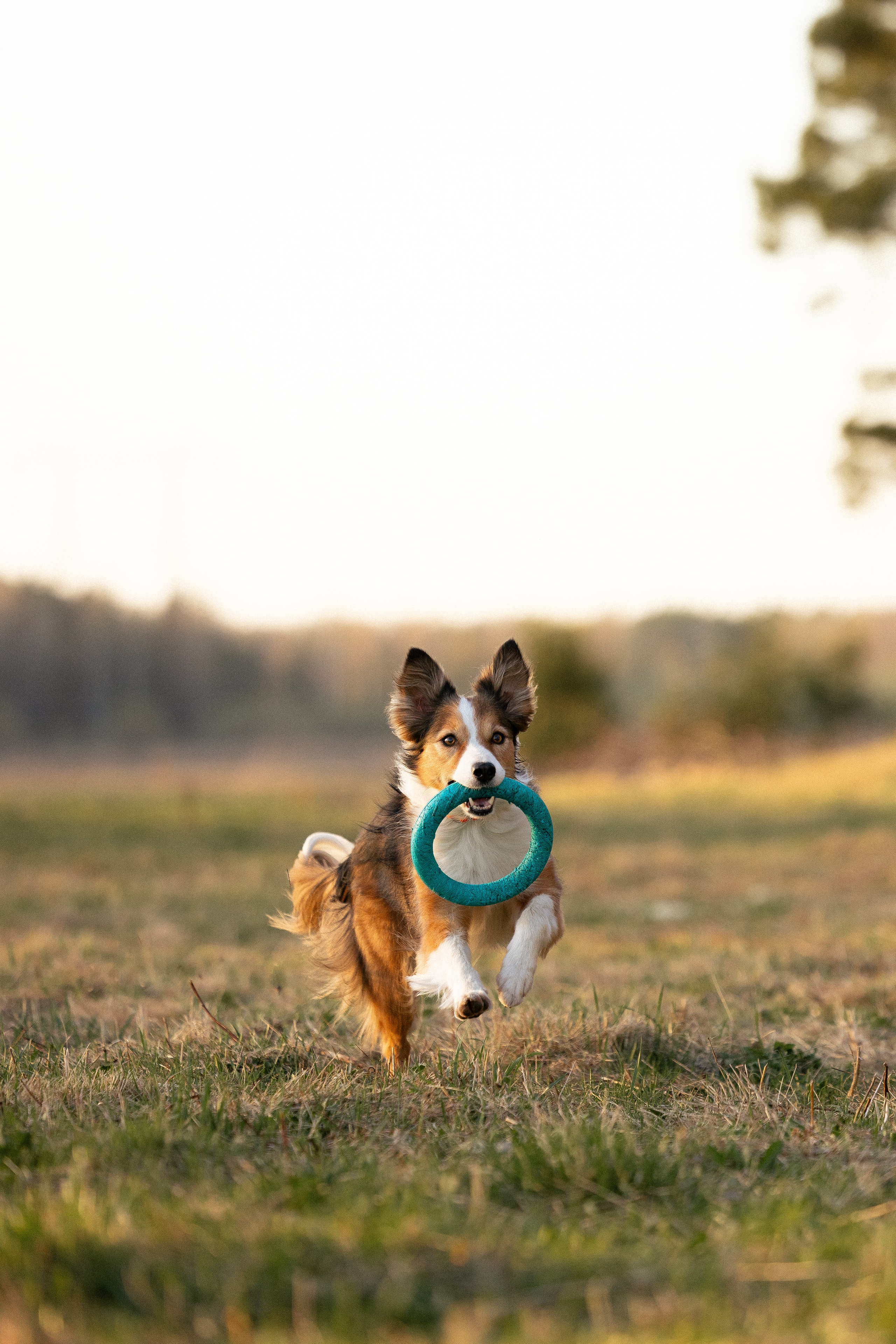 Разношерстная компания. Фотограф и видеограф анималист Аганина Дарья