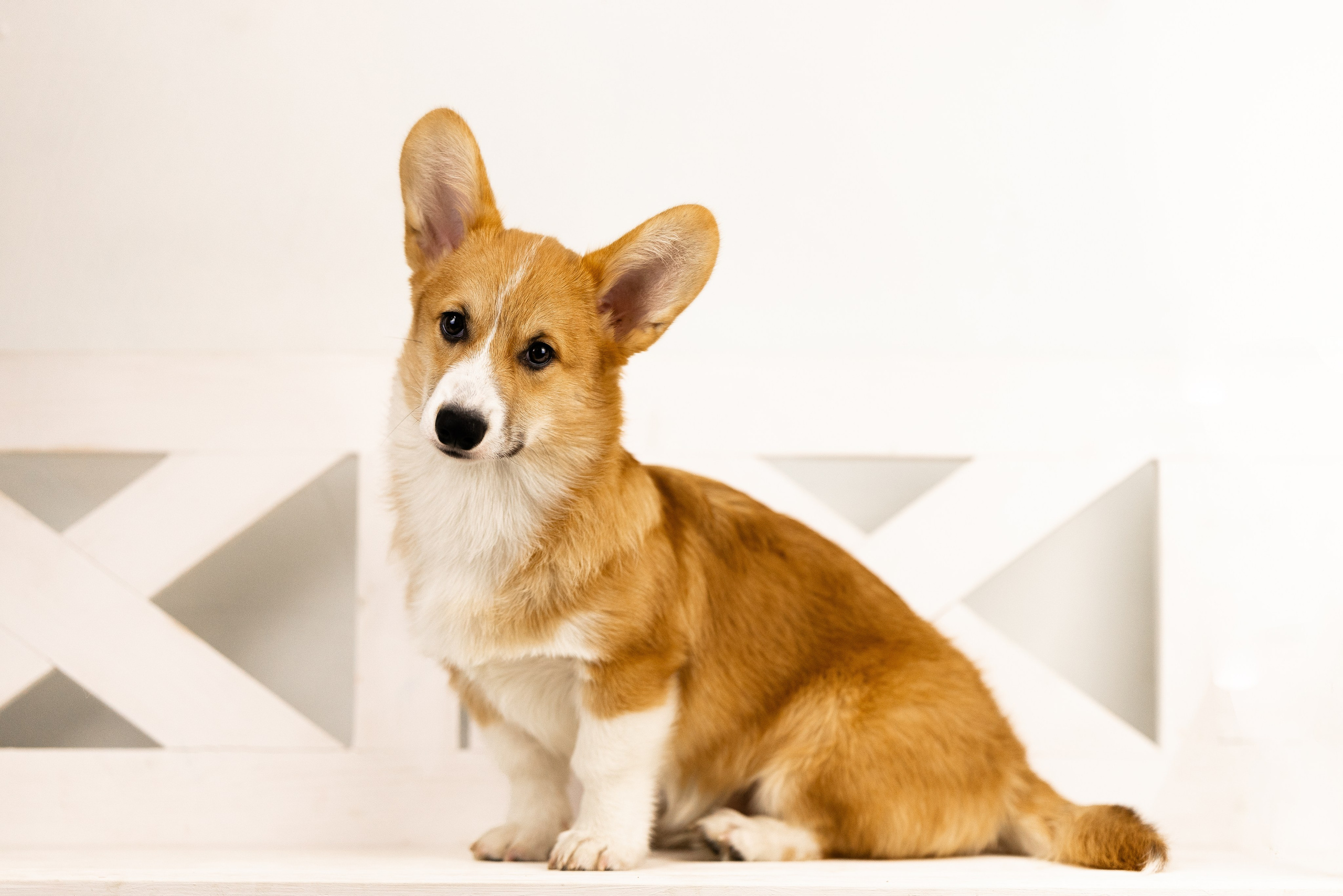 Корги. Фотограф и видеограф анималист Аганина Дарья