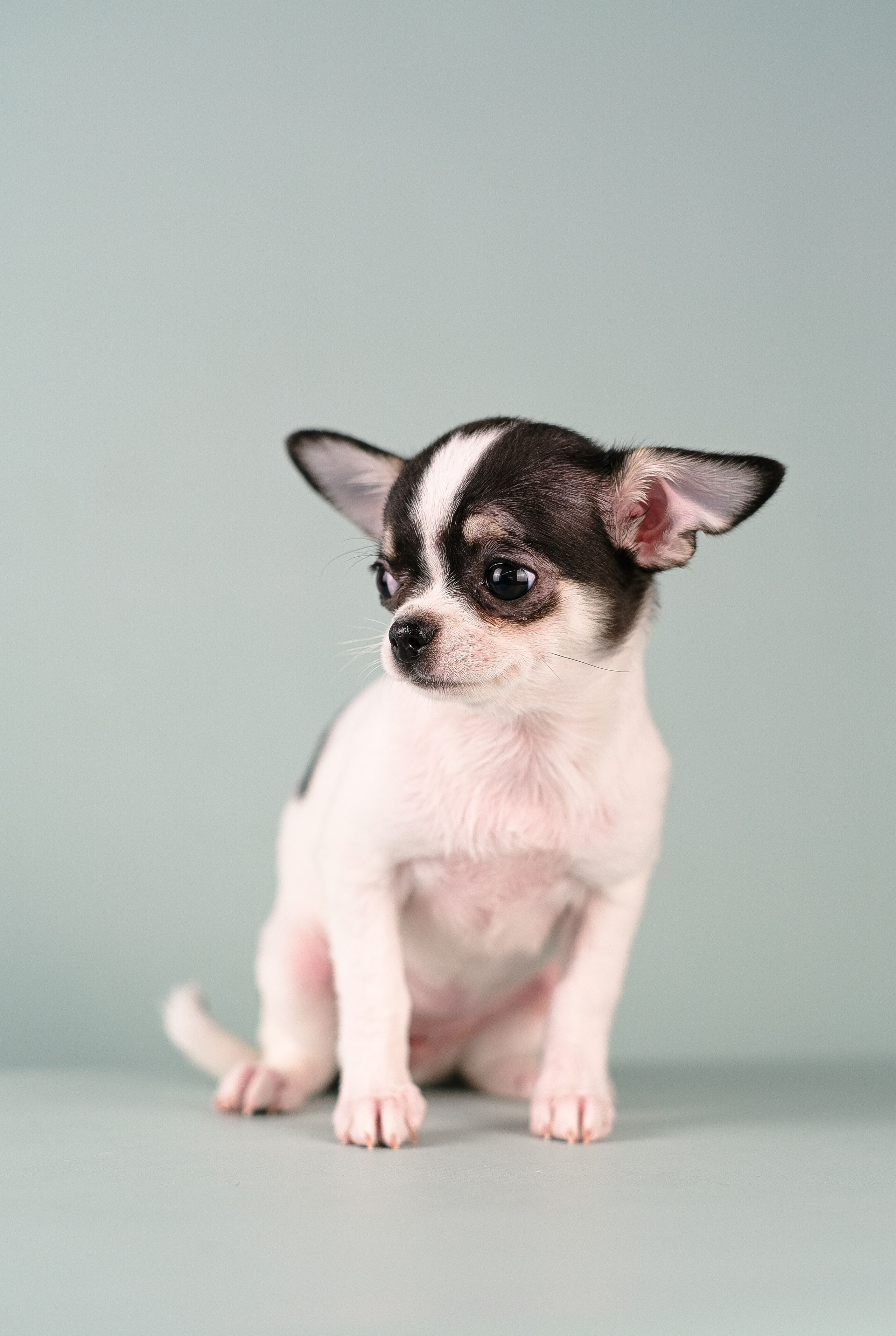 Чихуа хуа. Фотограф и видеограф анималист Аганина Дарья