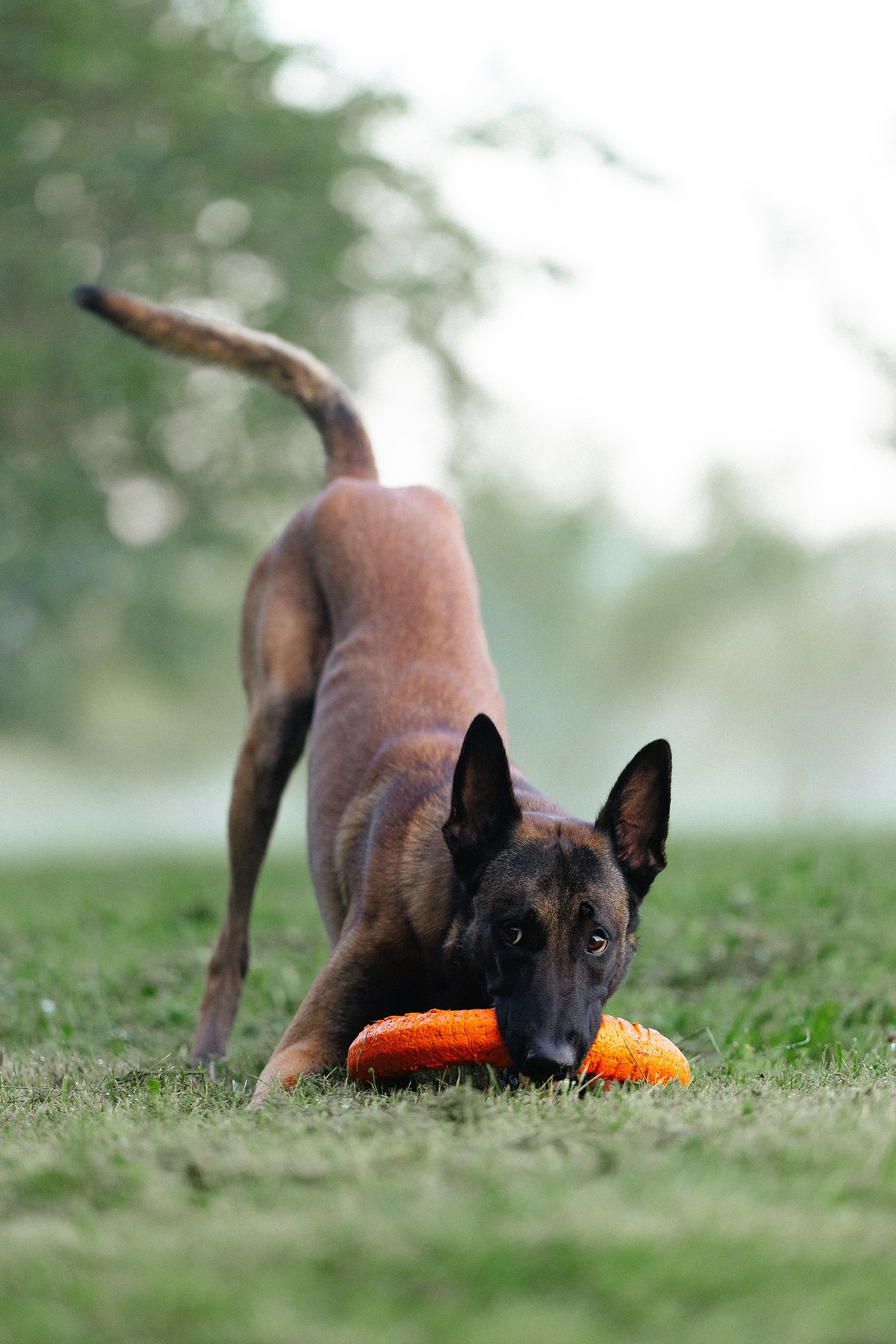 Галина и Кодекс. Фотограф и видеограф анималист Аганина Дарья