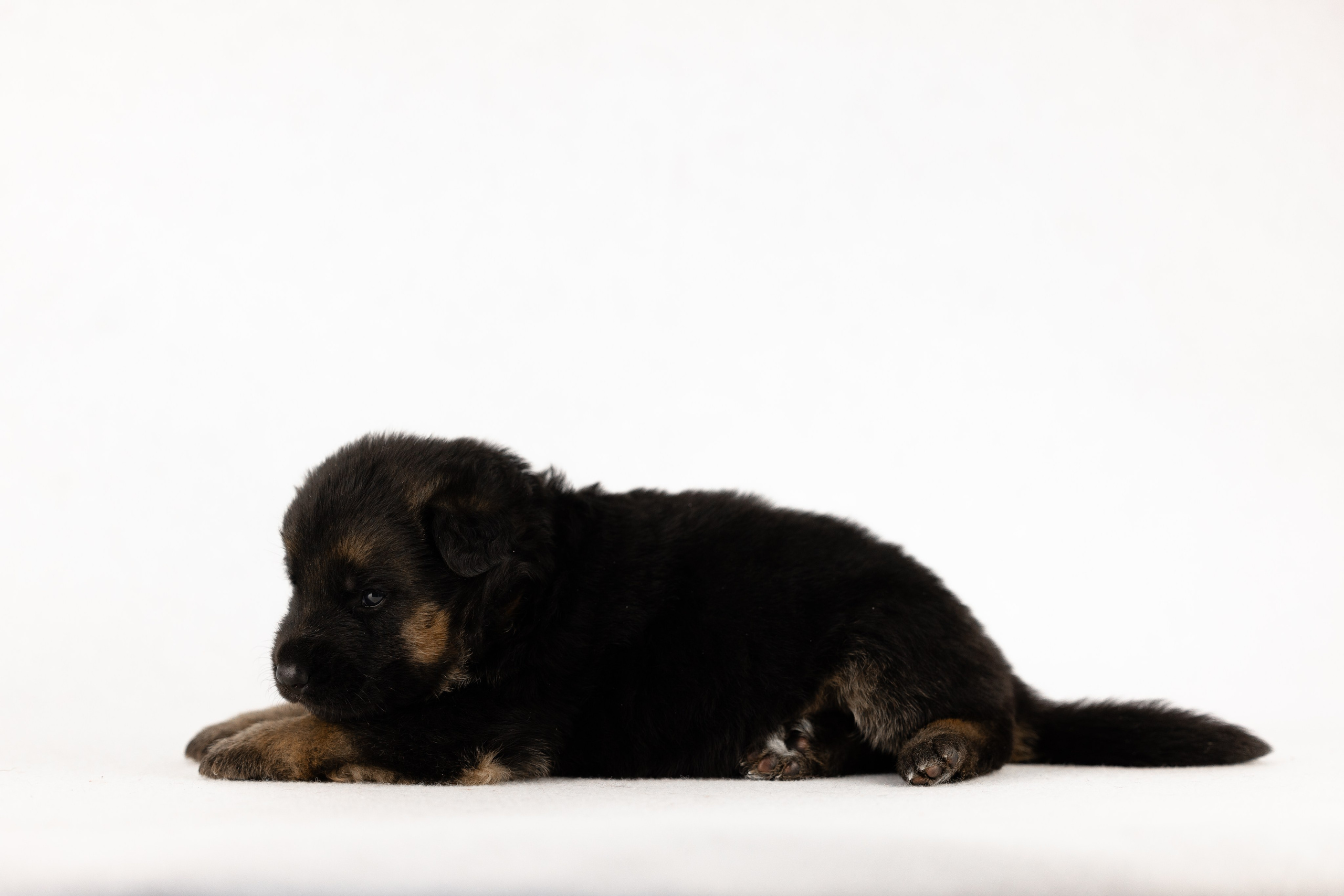 Немецкая овчарка. Фотограф и видеограф анималист Аганина Дарья