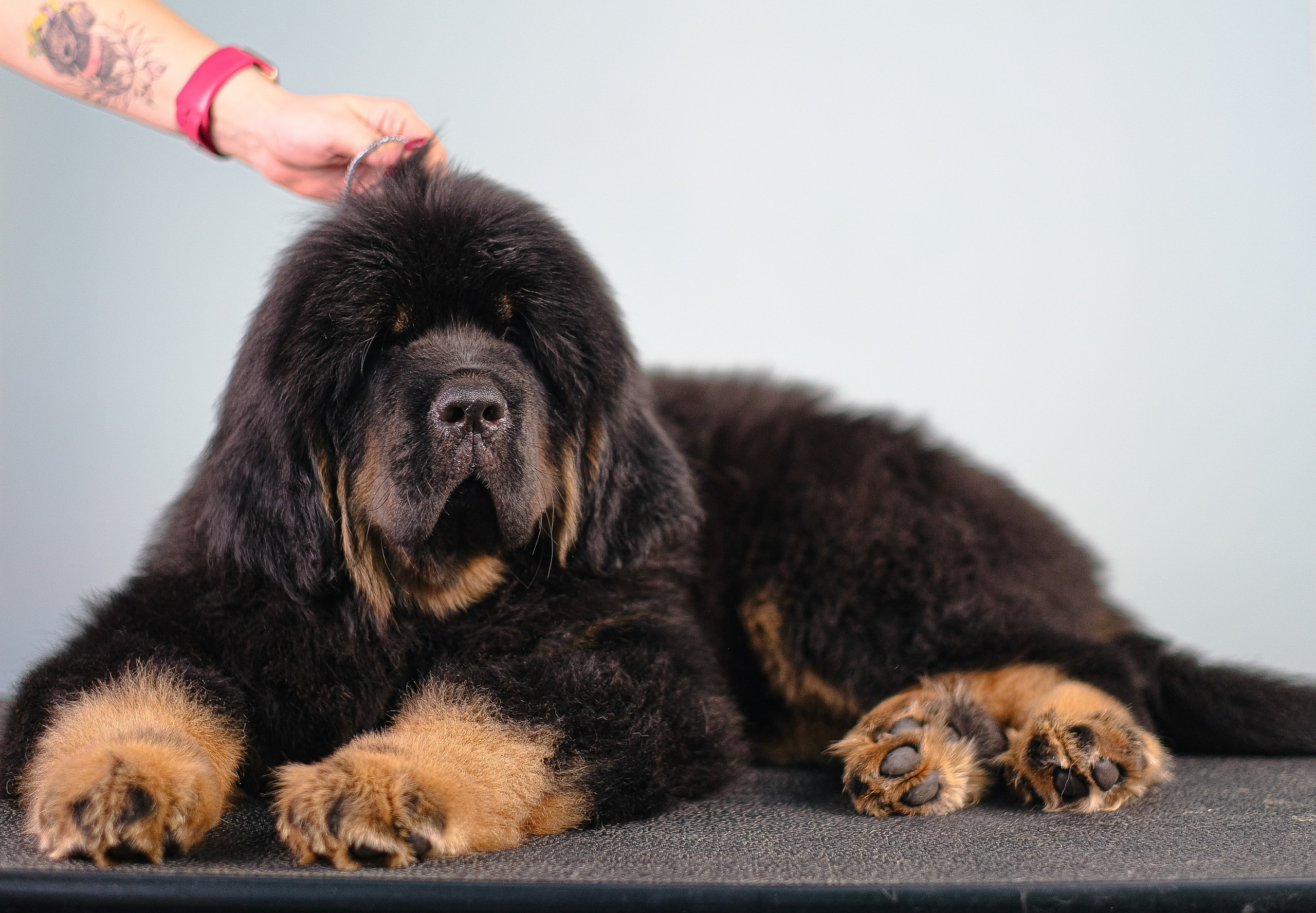 Тибетский мастиф. Фотограф и видеограф анималист Аганина Дарья