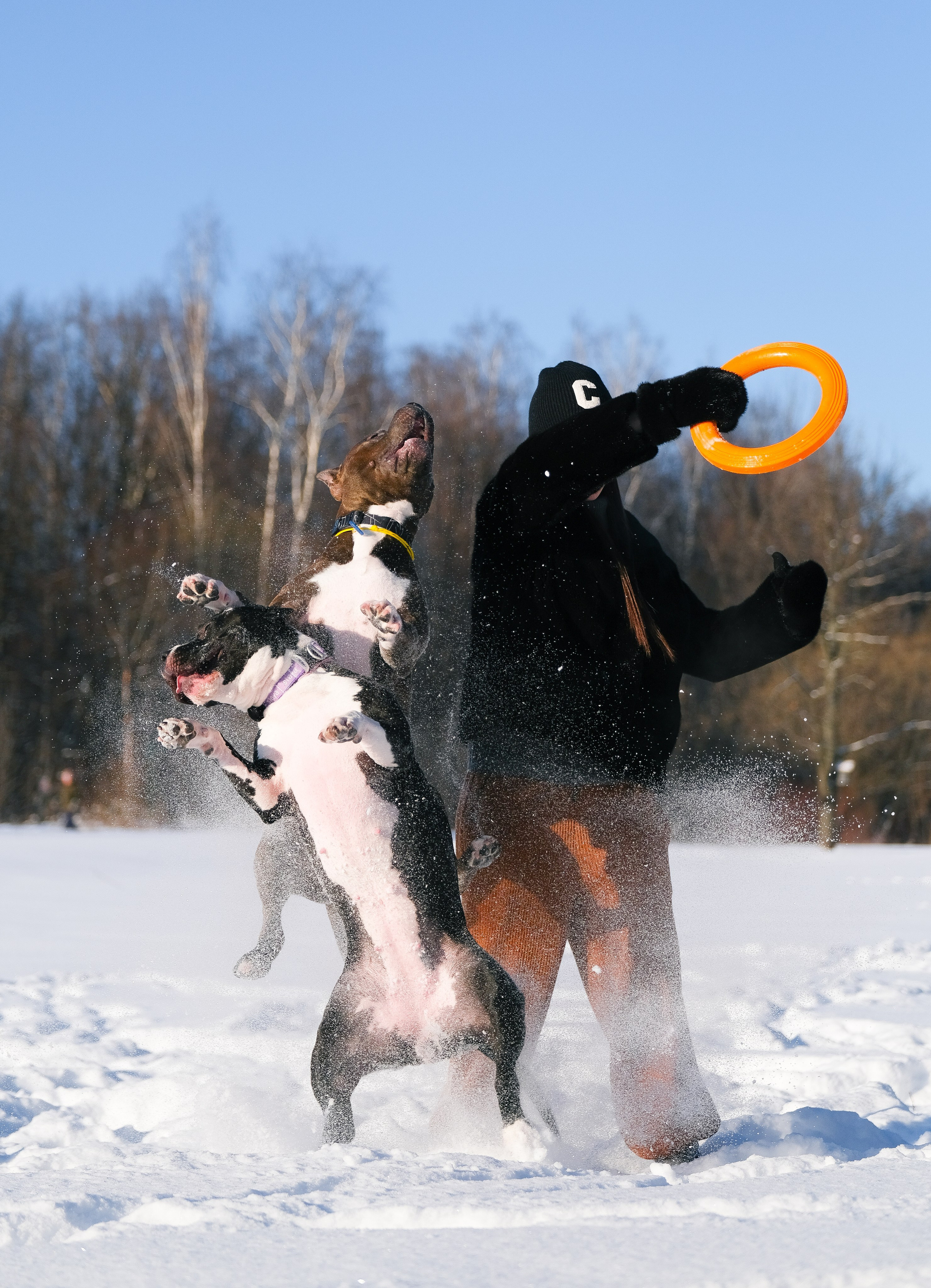 Баста и Эйгон. Фотограф и видеограф анималист Аганина Дарья
