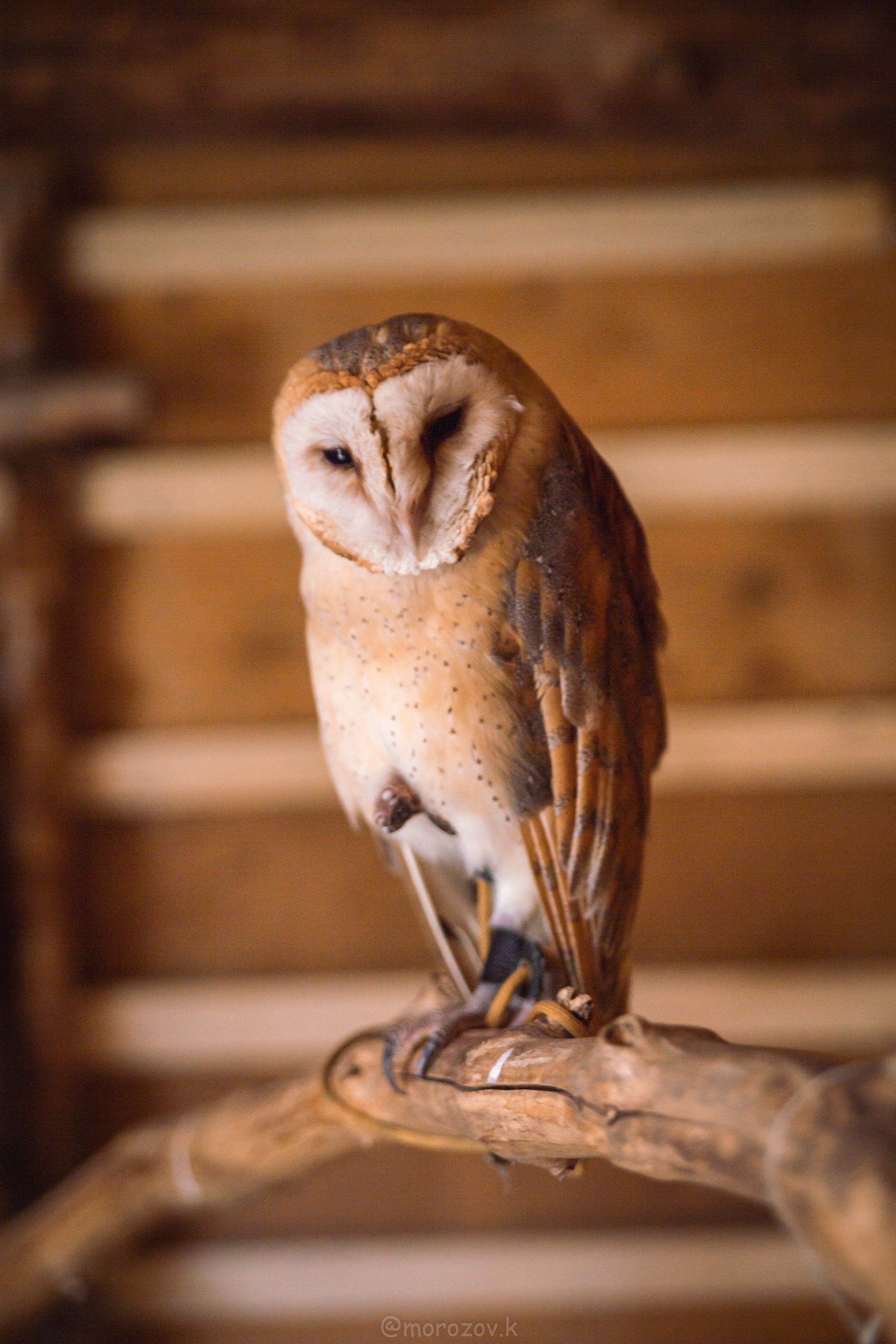 Еда, маркетплейсы, предметные и контент снимки. Репортажный фотограф в Калининграде Морозов Кирилл