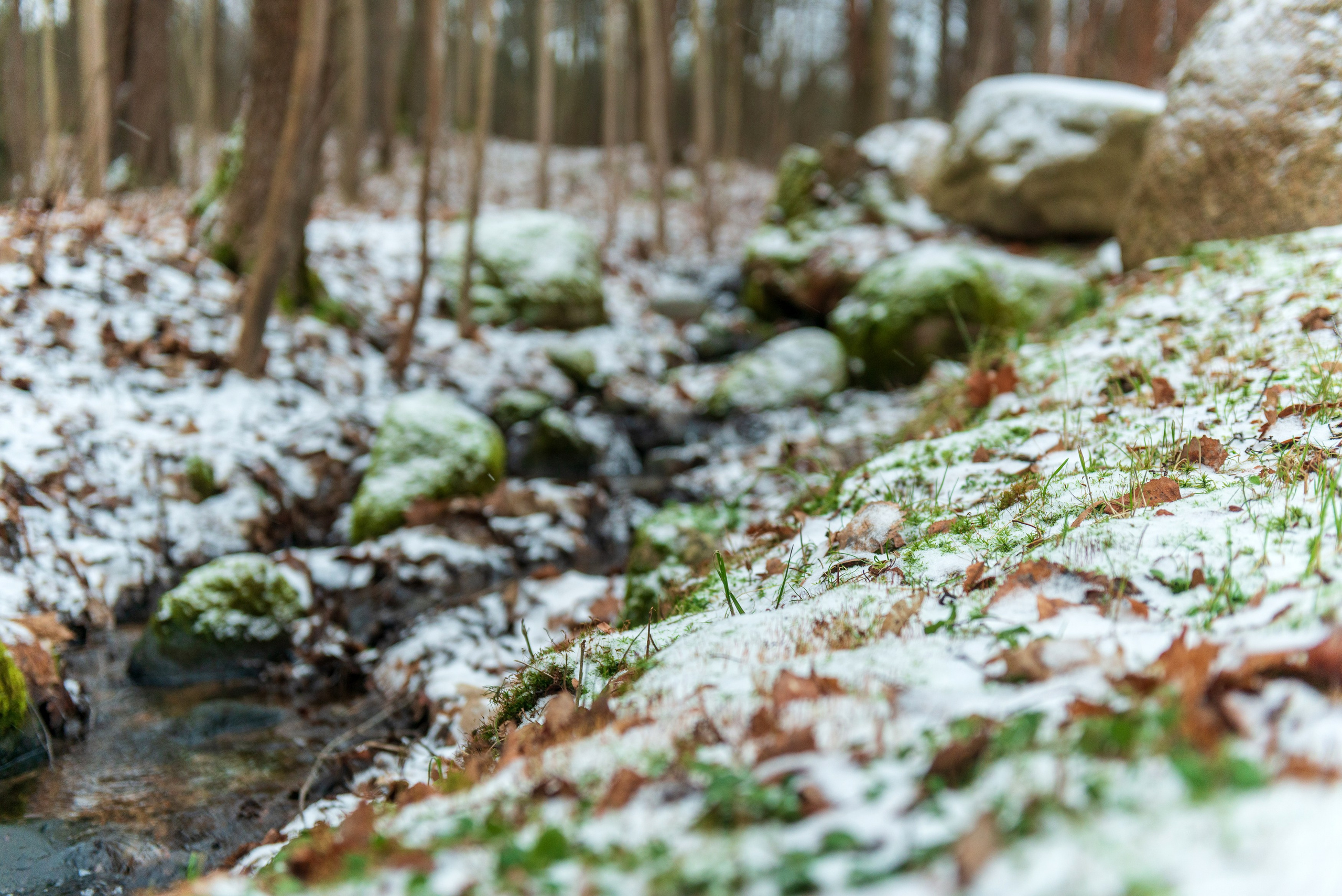 Landscape, nature, plants, details of the world around us. Personal website of photographer Dmitry Raikin