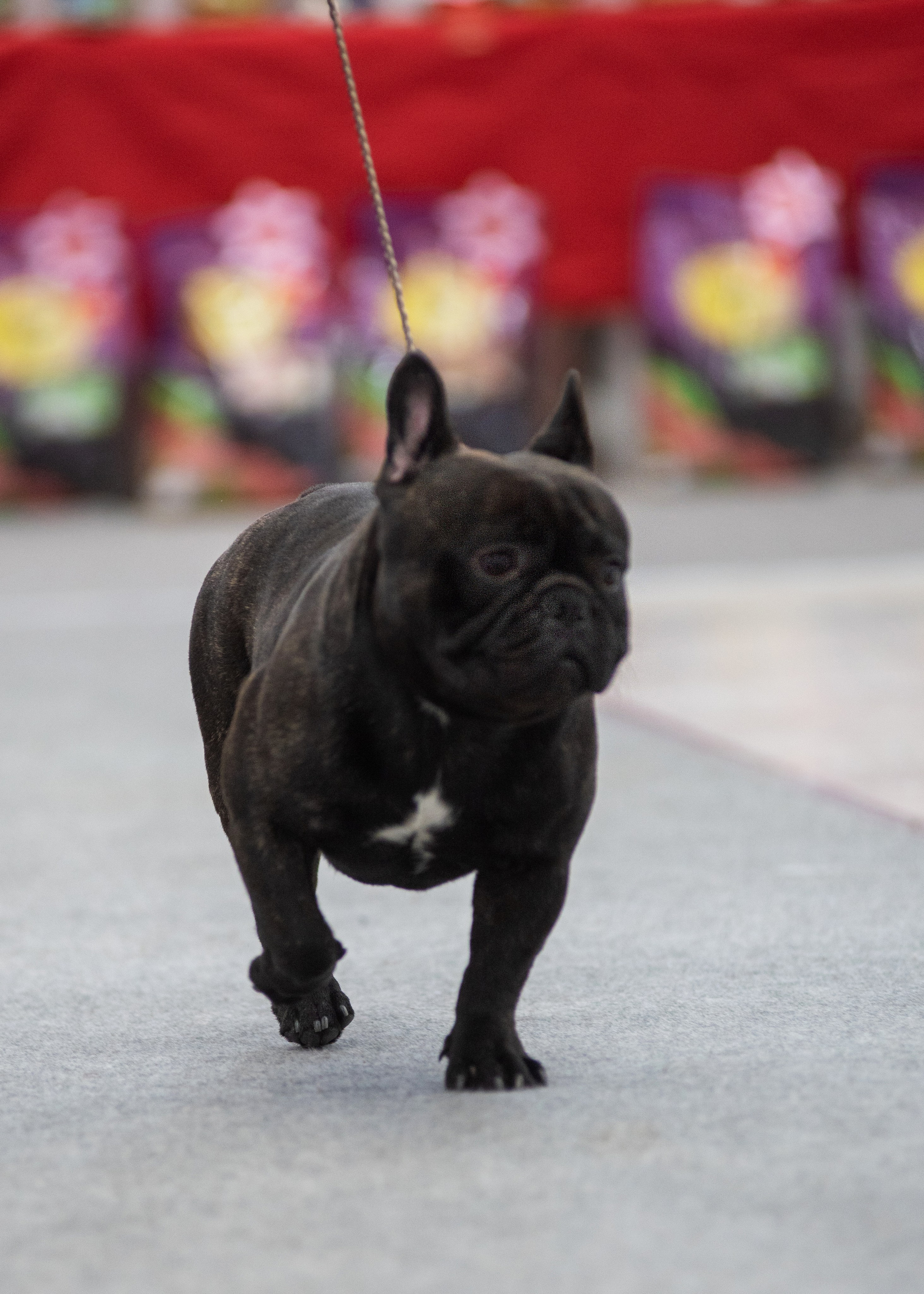 Выставка собак тюмень 14.01.2023. Дог-фотограф в Тюмени Александра Королева