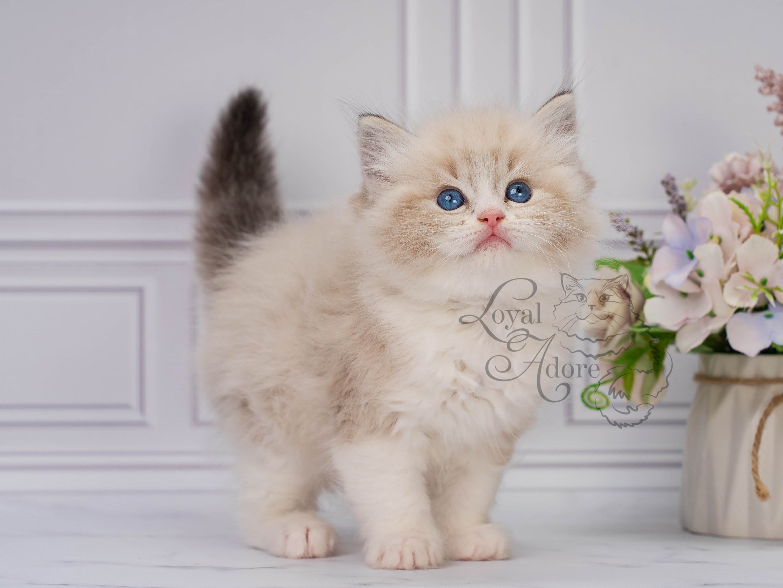 Котята рэгдолл от Loyal Adore. Питомник рэгдолл Loyal Adore