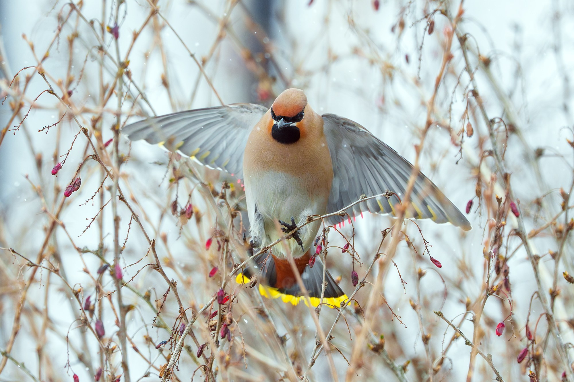 Удивительные мир птиц. Вокруг нас столько прекрасного — присмотритесь!. Ваш личный фотограф Марина Волкова