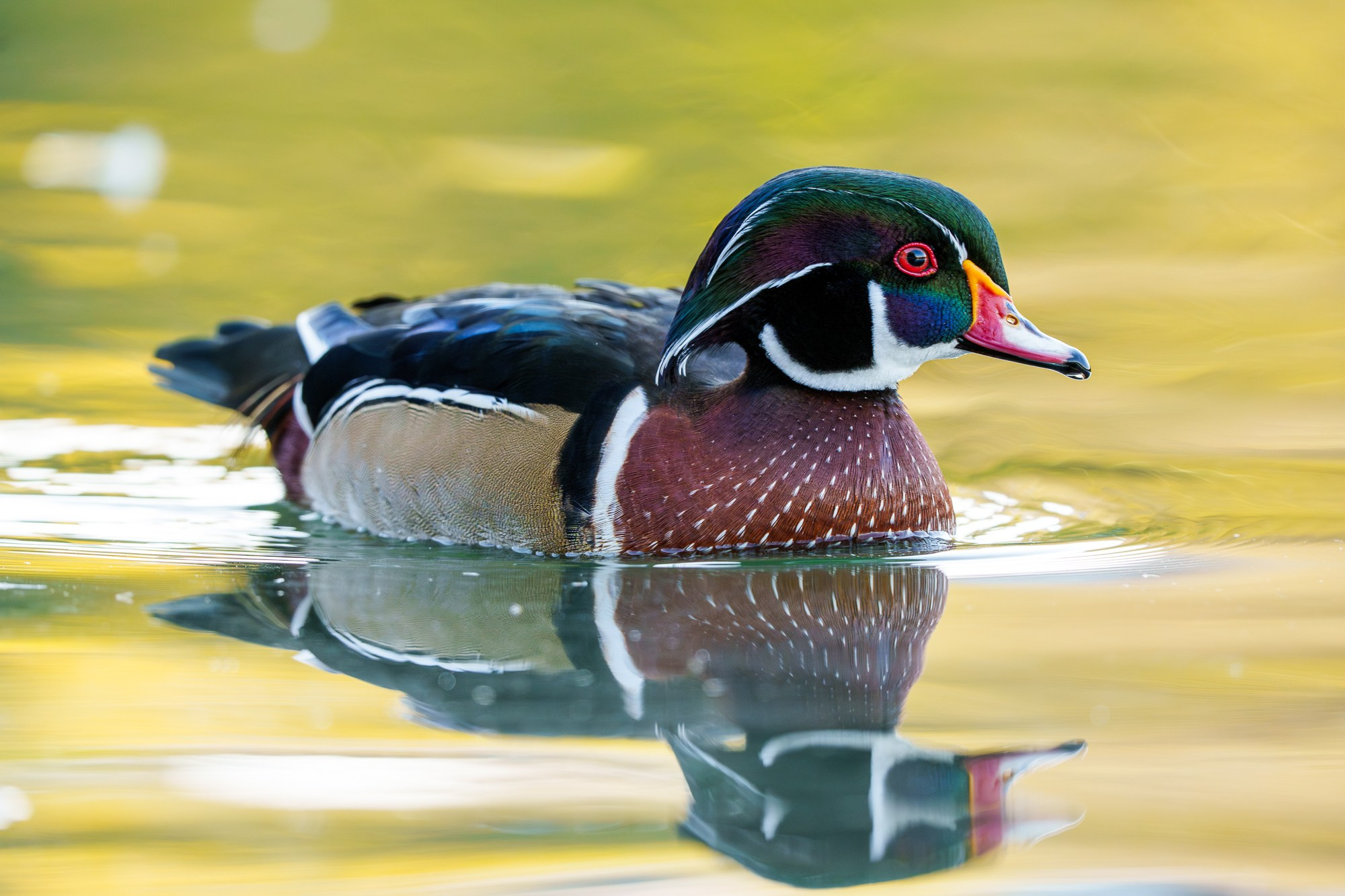 Удивительные мир птиц. Вокруг нас столько прекрасного — присмотритесь!. Ваш личный фотограф Марина Волкова