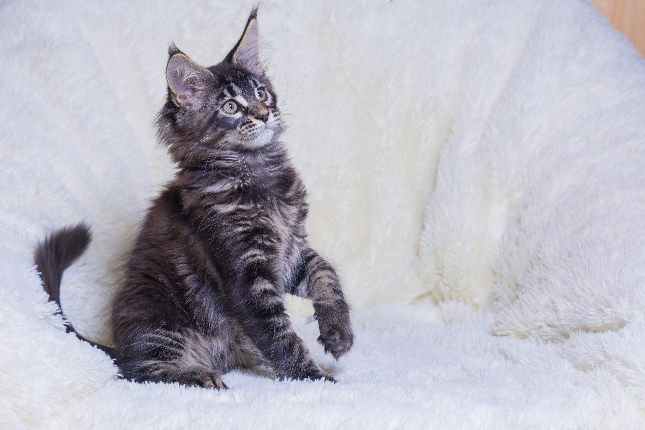 Котики. Photomantis