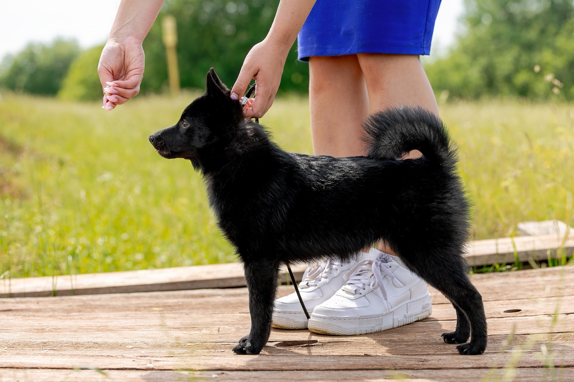 12 июня 2025, Выставка РКФ, Пермский край. Htykk_photo