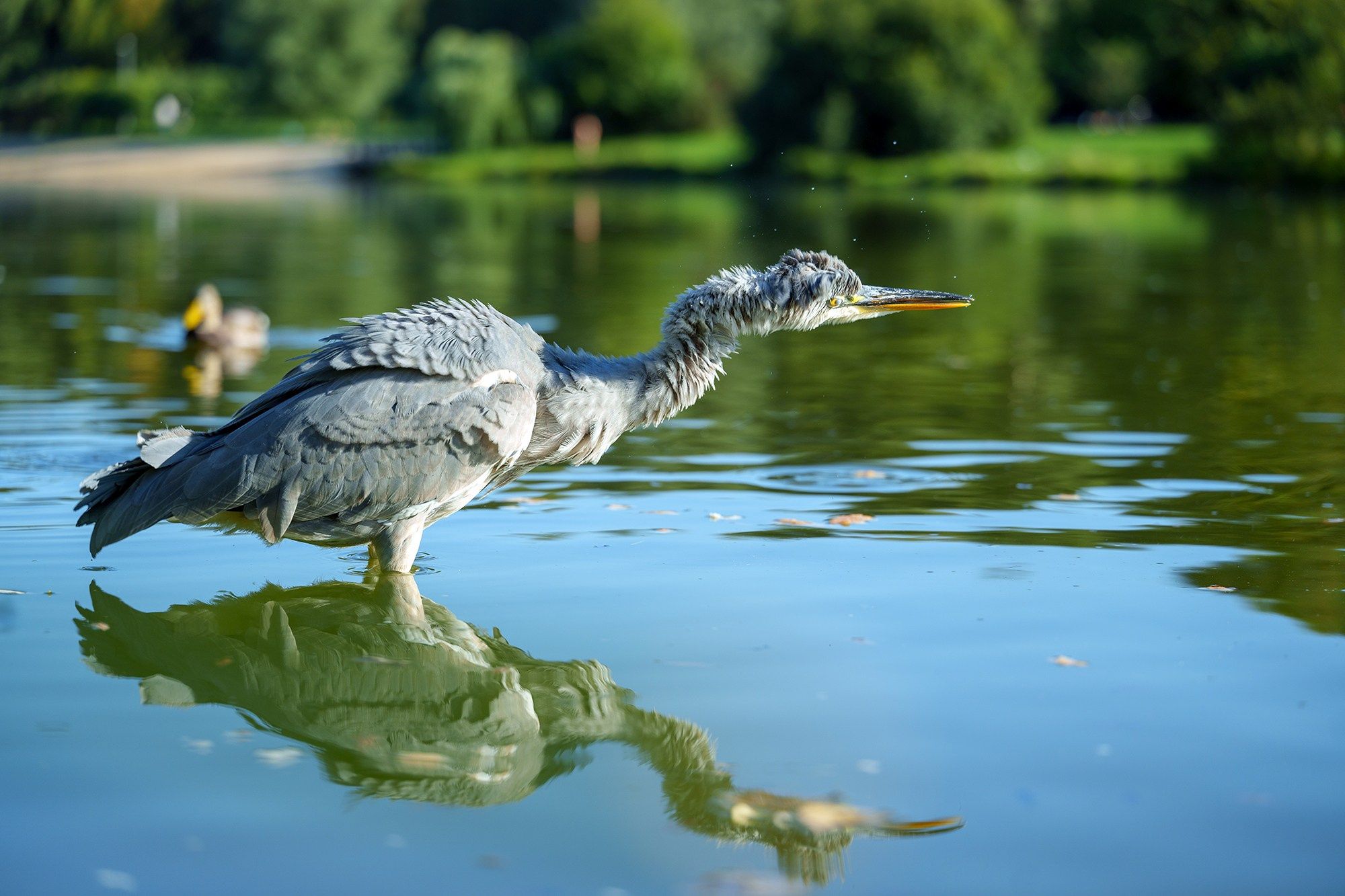 Удивительные мир птиц. Вокруг нас столько прекрасного — присмотритесь!. Ваш личный фотограф Марина Волкова