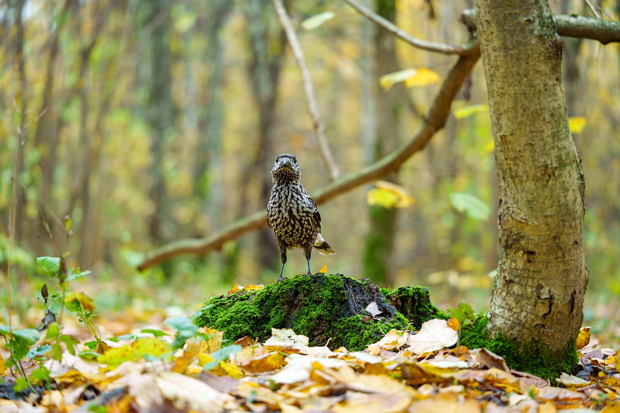 Удивительные мир птиц. Вокруг нас столько прекрасного — присмотритесь!. Ваш личный фотограф Марина Волкова
