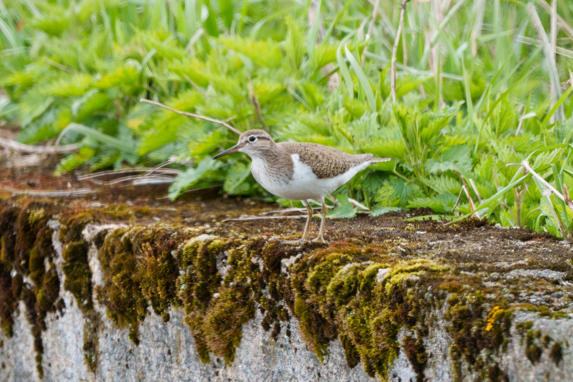 Удивительные мир птиц. Вокруг нас столько прекрасного — присмотритесь!. Ваш личный фотограф Марина Волкова