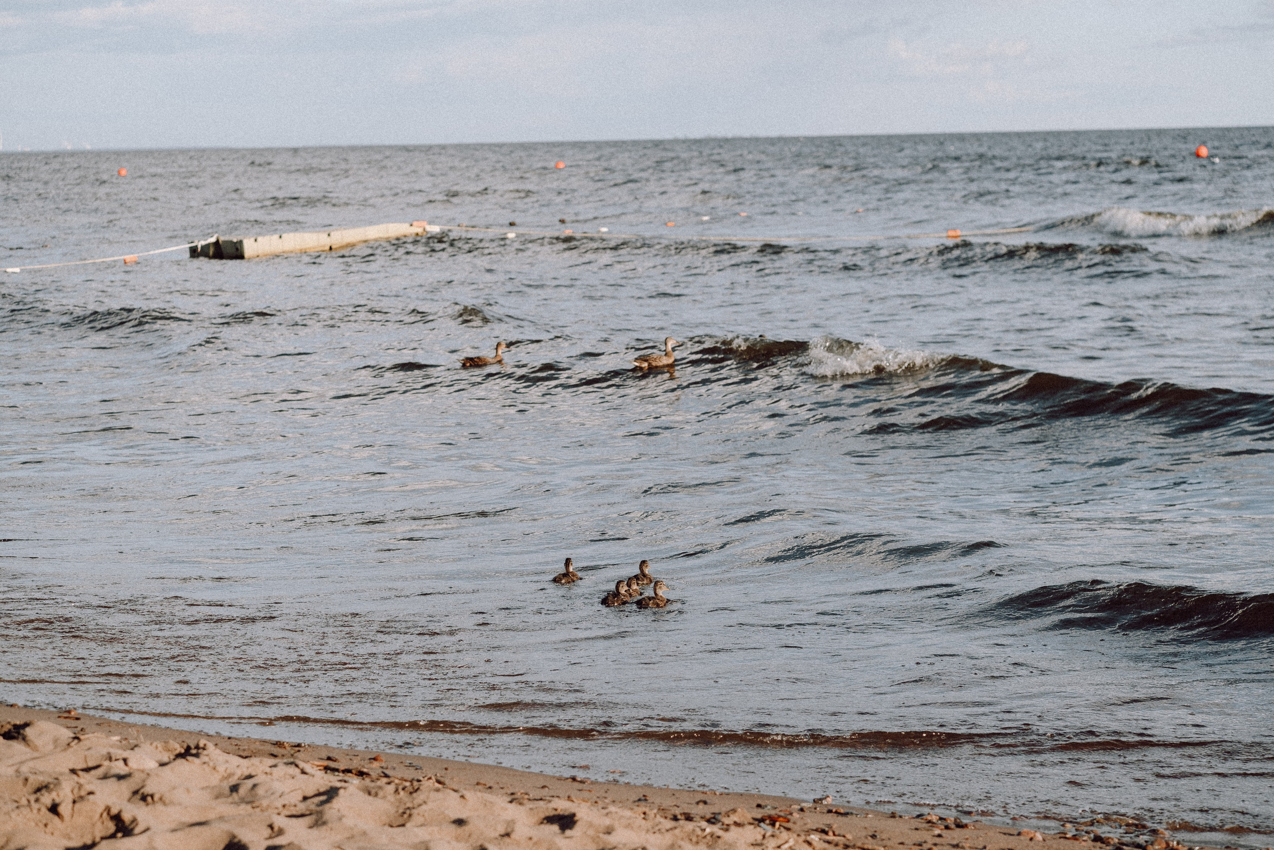 ПРОГУЛКА НА БЕРЕГУ ФИНСКОГО ЗАЛИВА. Профессиональный фотограф, Санкт-Петербург — Виктория Богомолова
