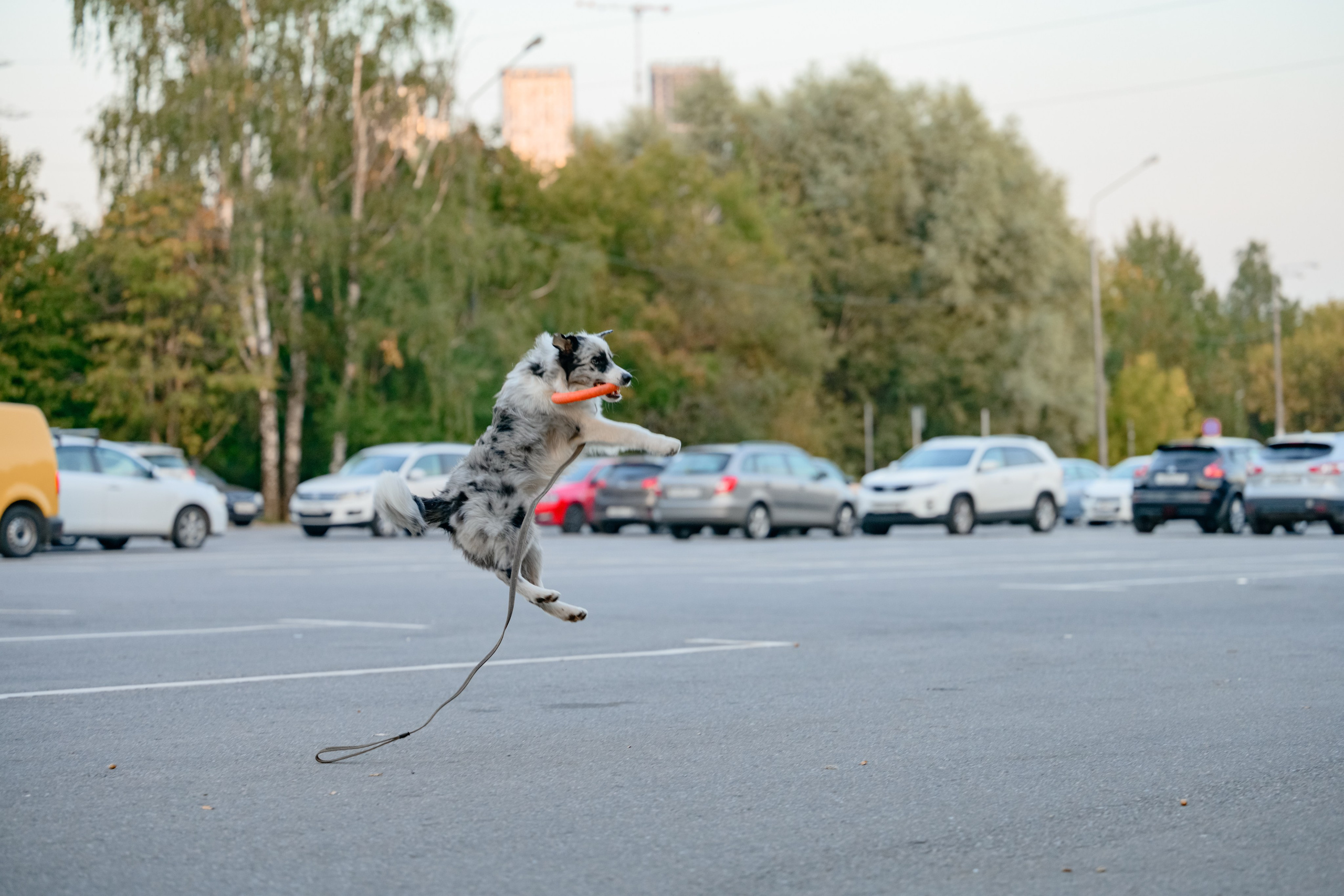Катя группа. Семейный фотограф и анималист в Москве и Московской области