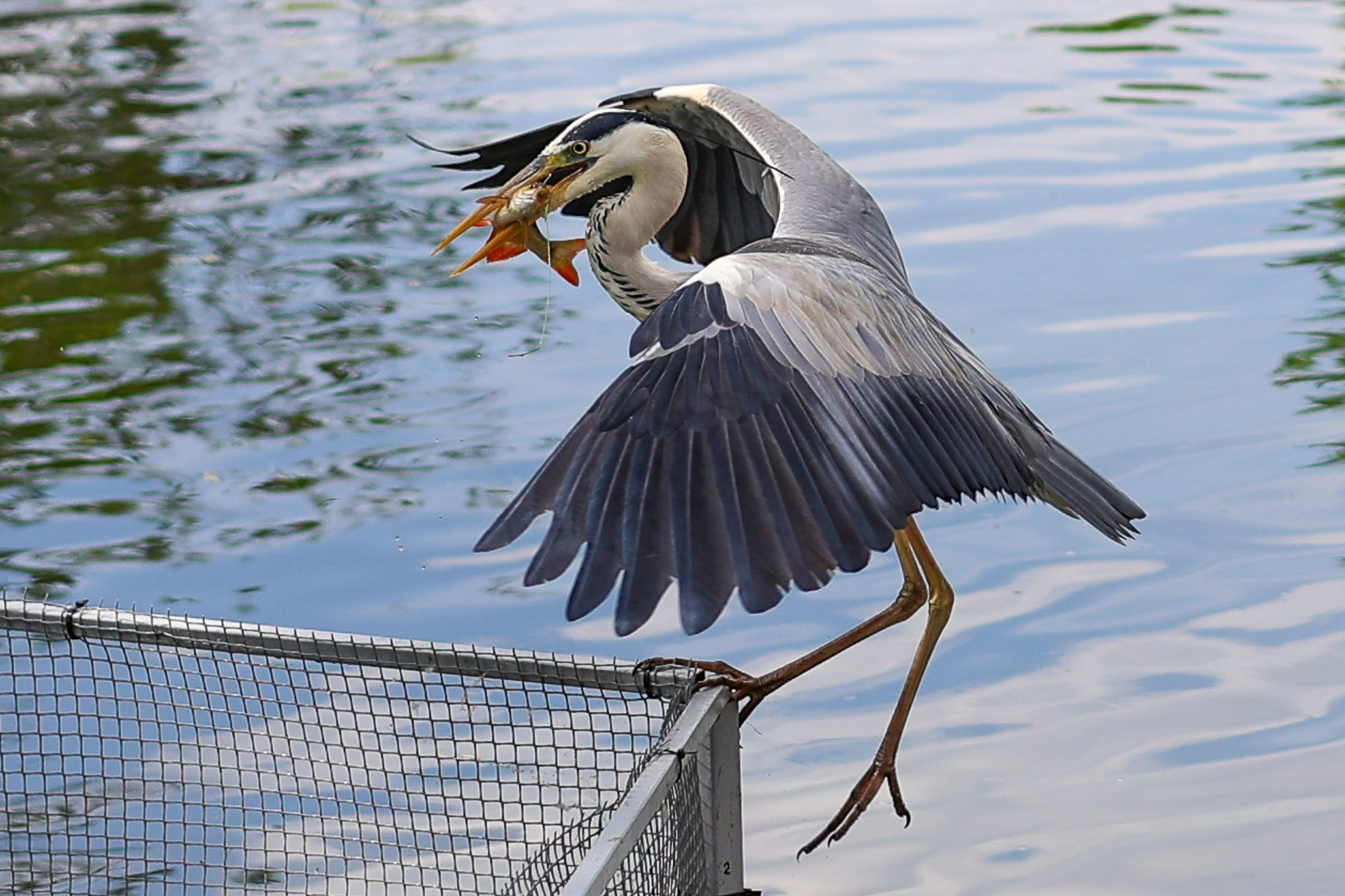 В мире животных. Фотограф Дмитрий Алексеев