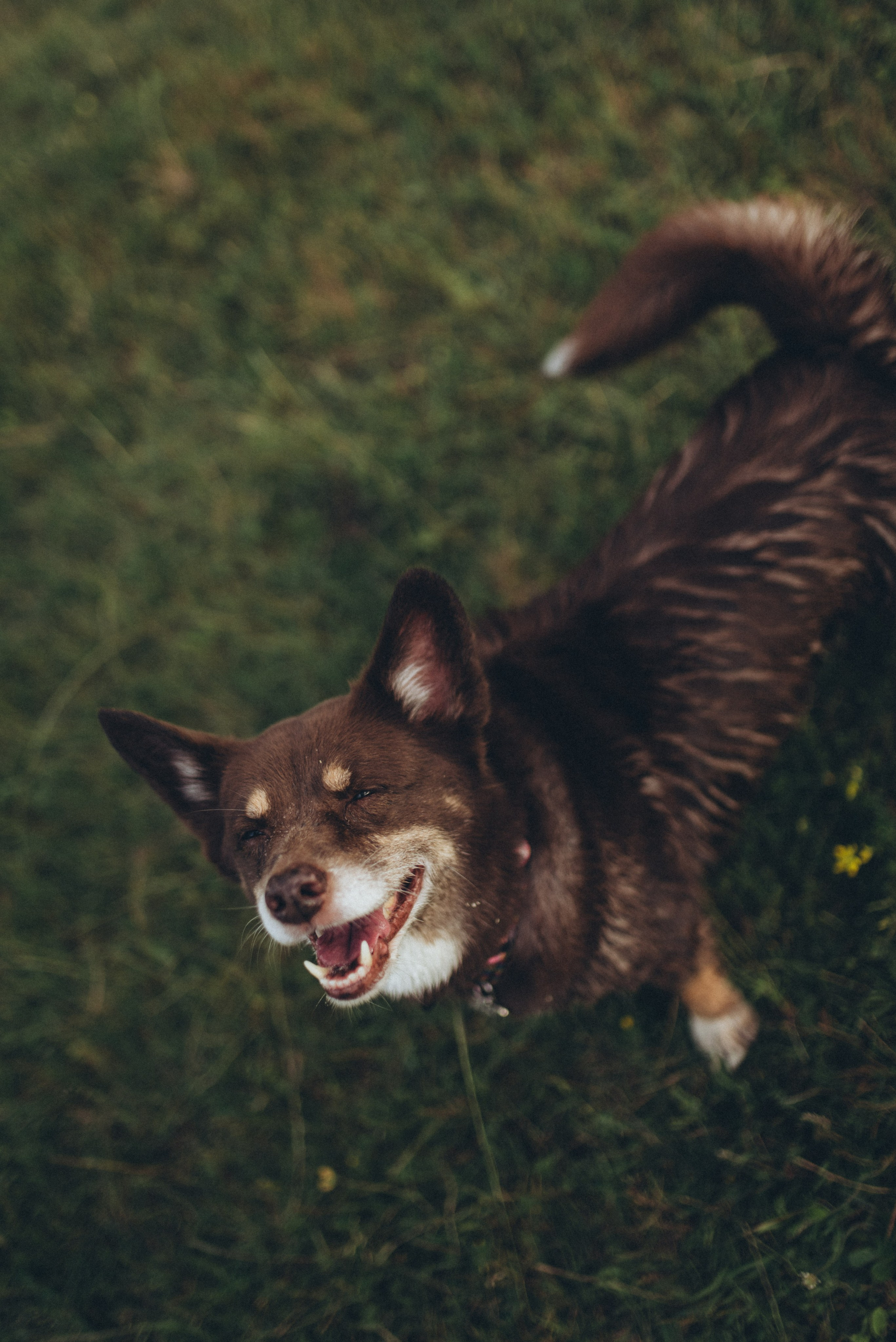 🐕 Катя и Дима 🐕. Фотограф в Сочи — Маргарита Поганова