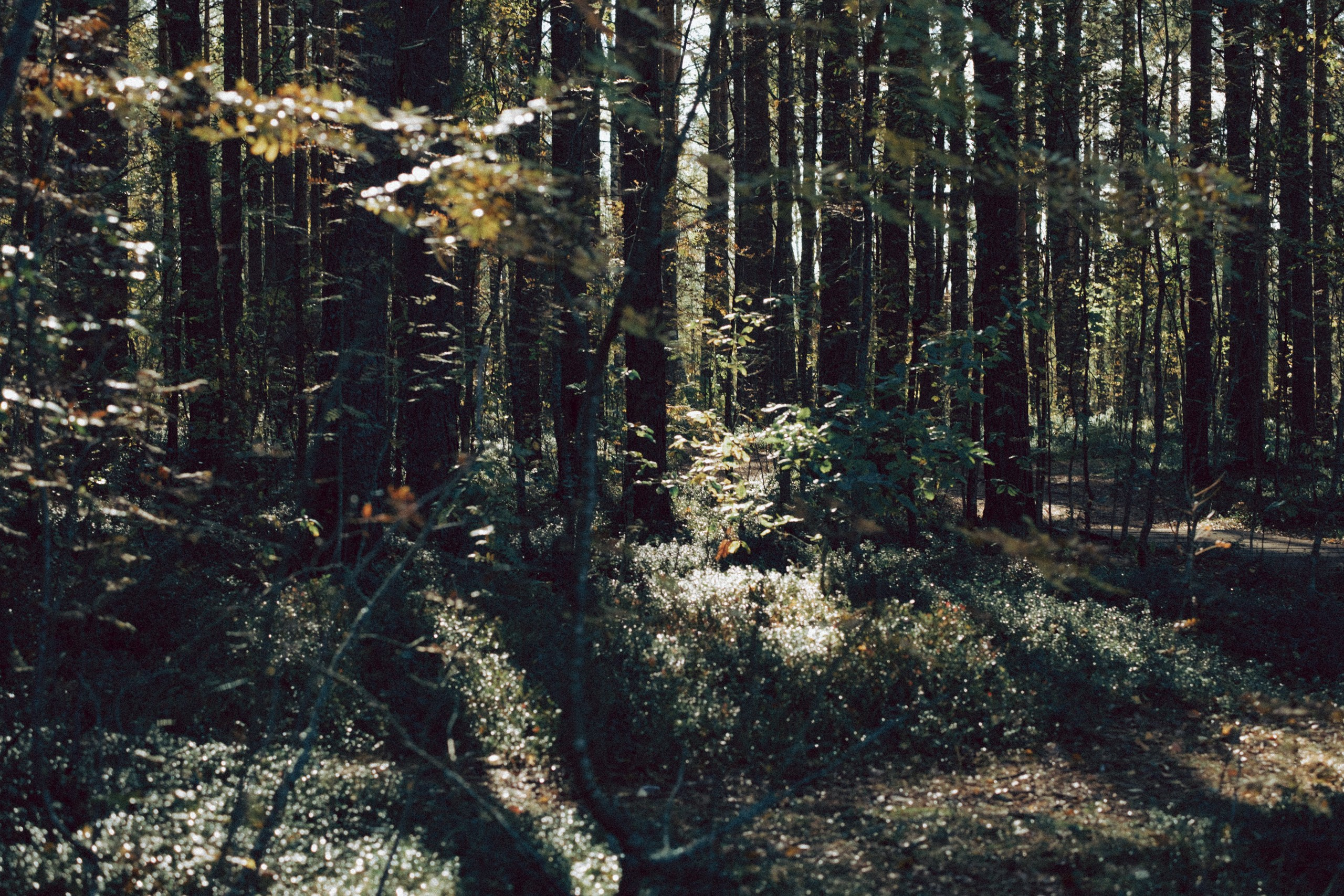 Осеняя прогулка. Профессиональный фотограф, Санкт-Петербург — Виктория Богомолова