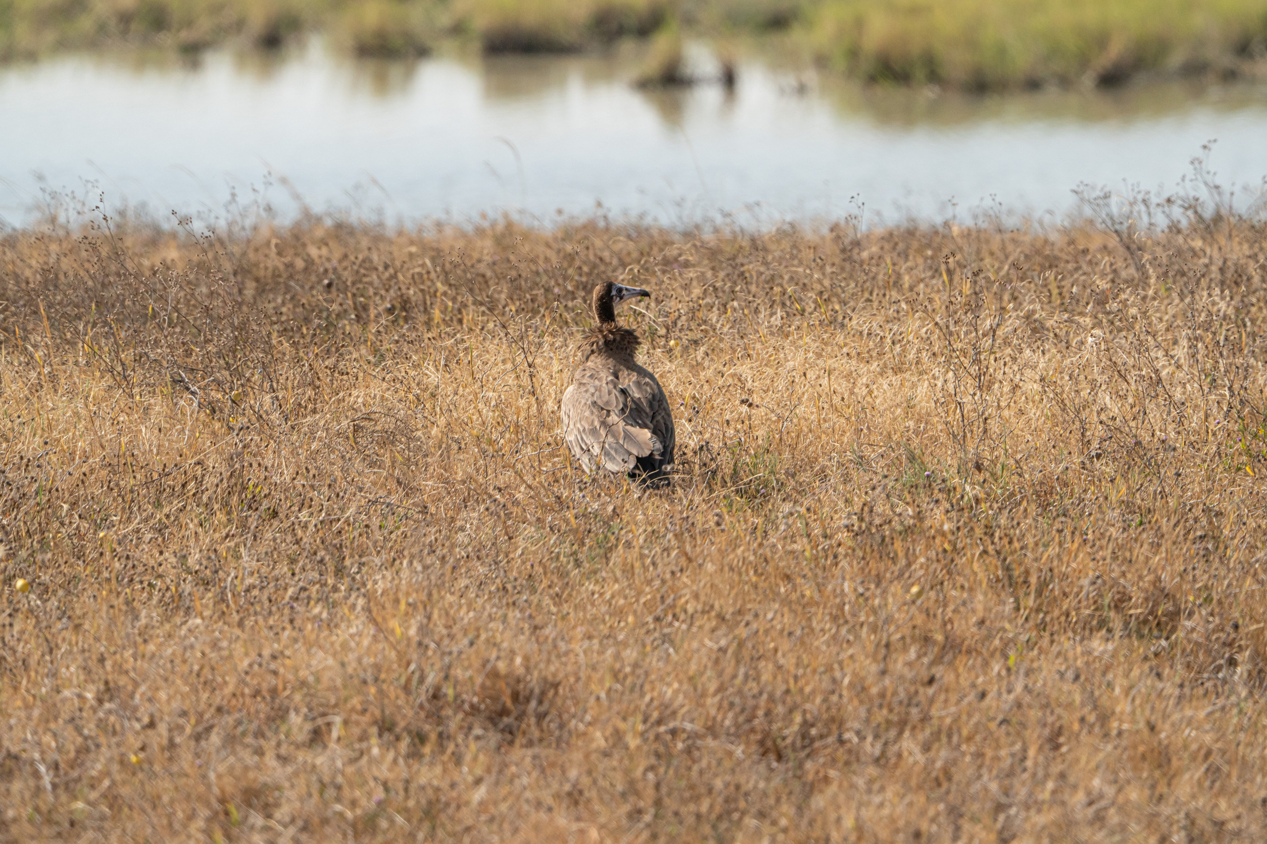 Танзания, сафари, 2025. Творческие сьемки