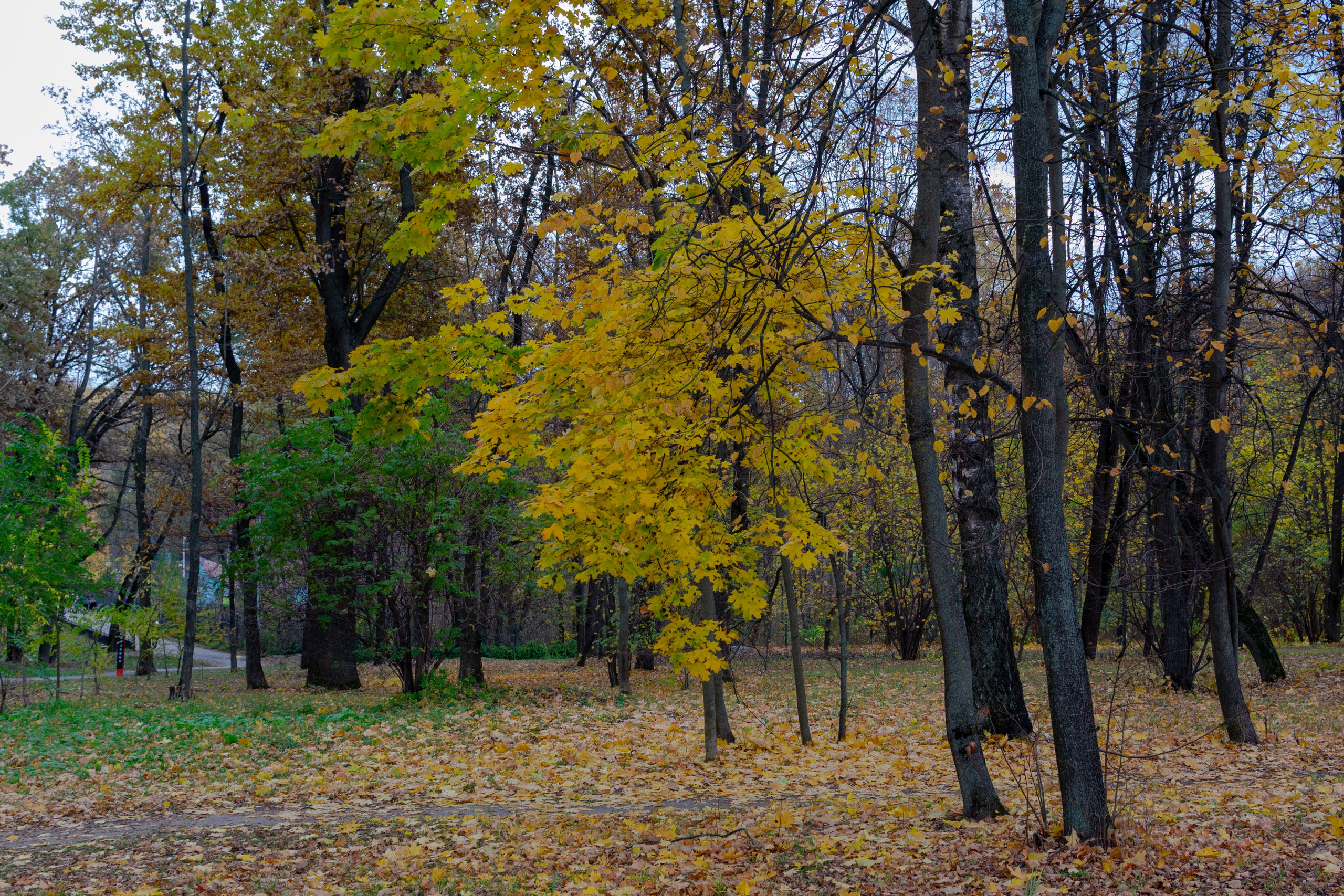 Старенький Nikon 3100 и nikkor 35 mm 1.8 (фото проявленные из RAW-NEF файлов). Фотограф в Туле Крупский АнДРей. Фотостудия «КАДР71» в Туле