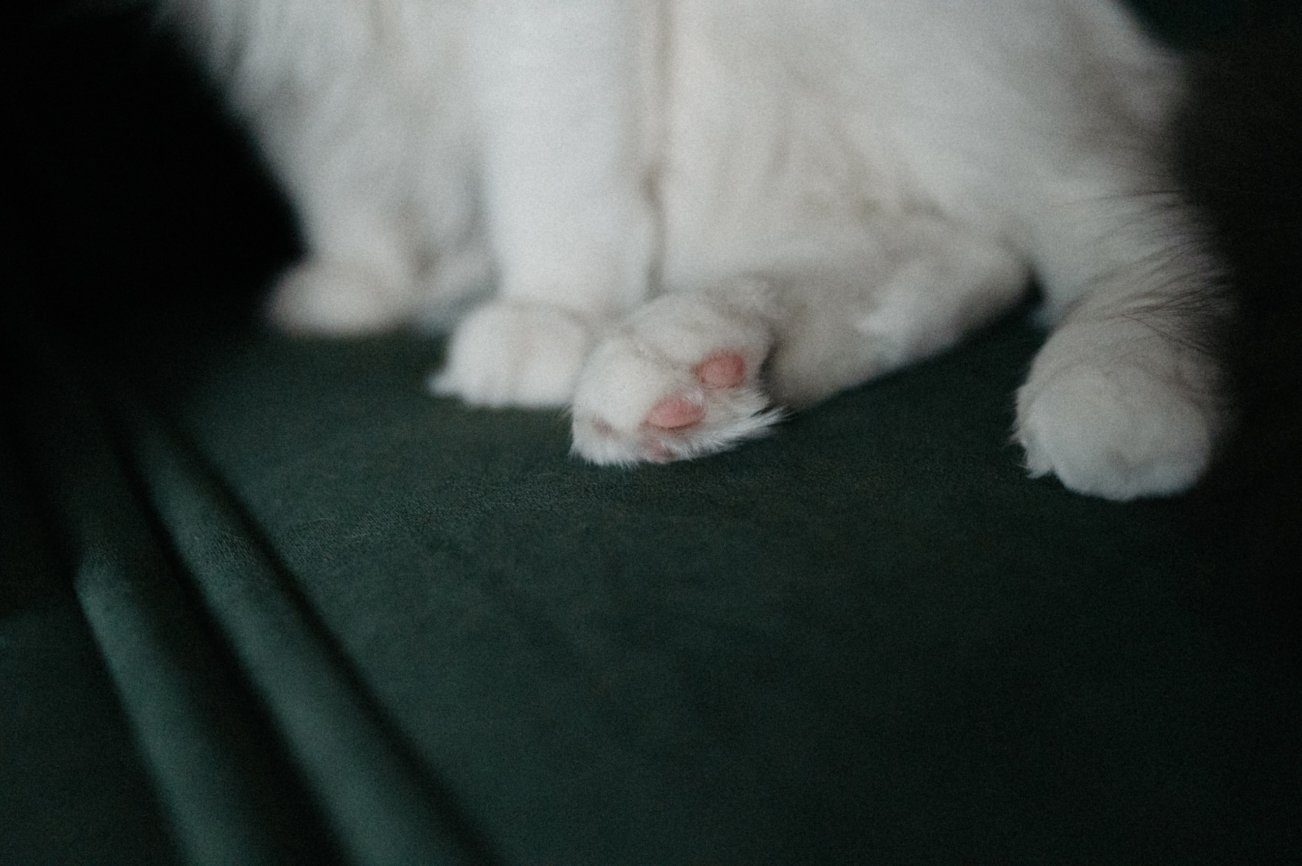 Оля и её меховая банда. Фотограф анималист в Москве Ольга Агушева