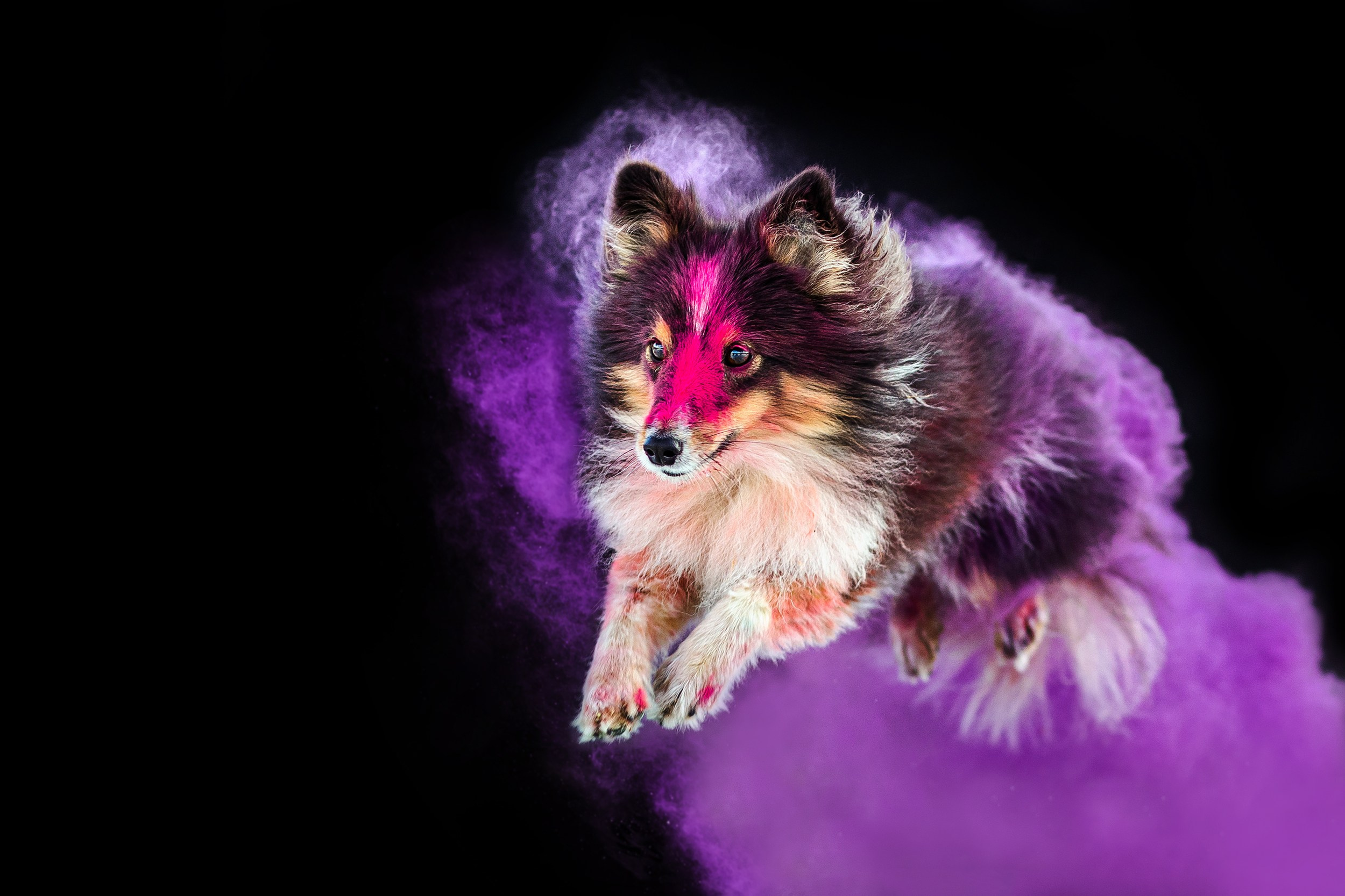 Фиби, Нами, Флоки и Флэш