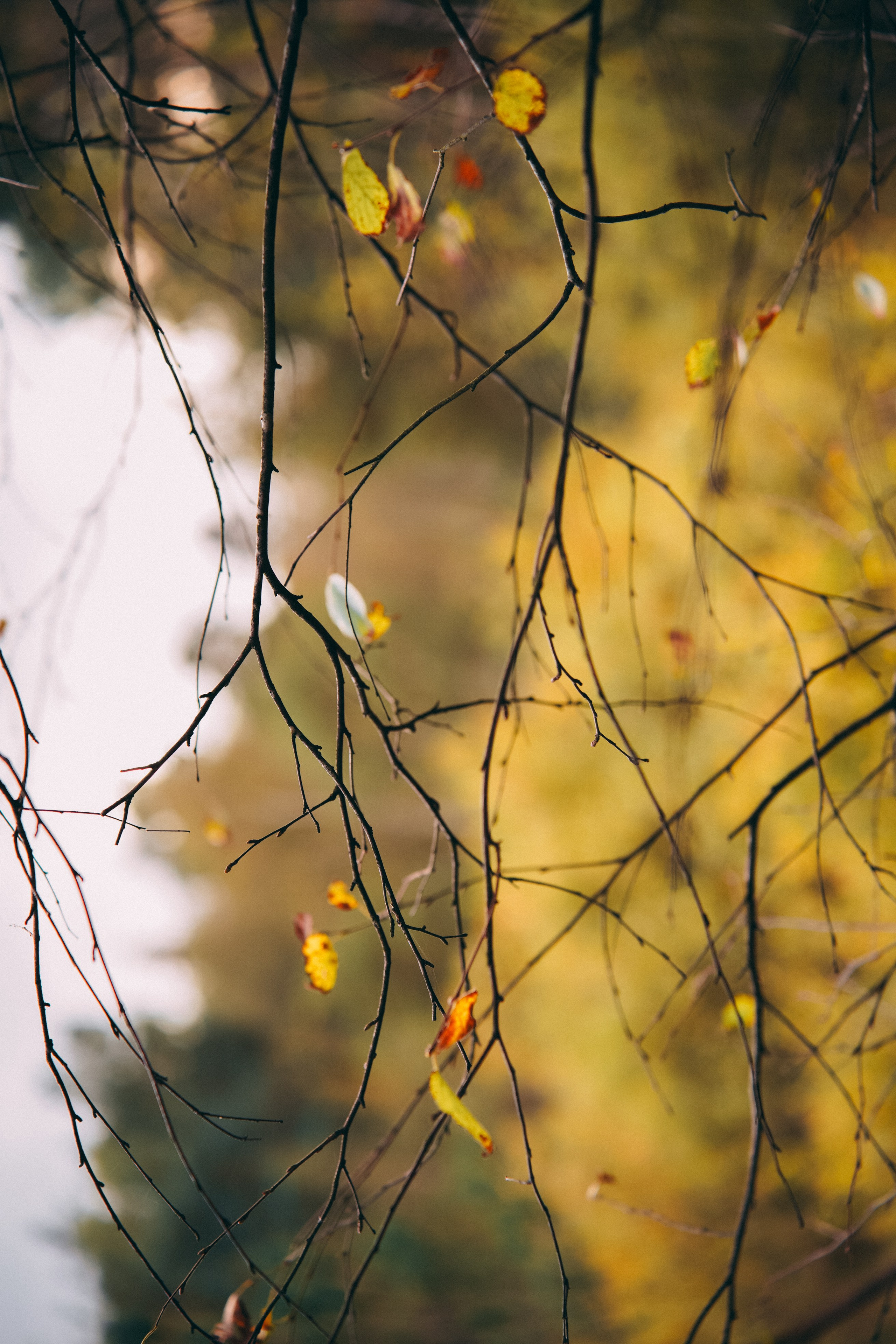 Осень 2025. Фотограф из Москвы — DASHA NOVA | Авторская фотография в разных жанрах