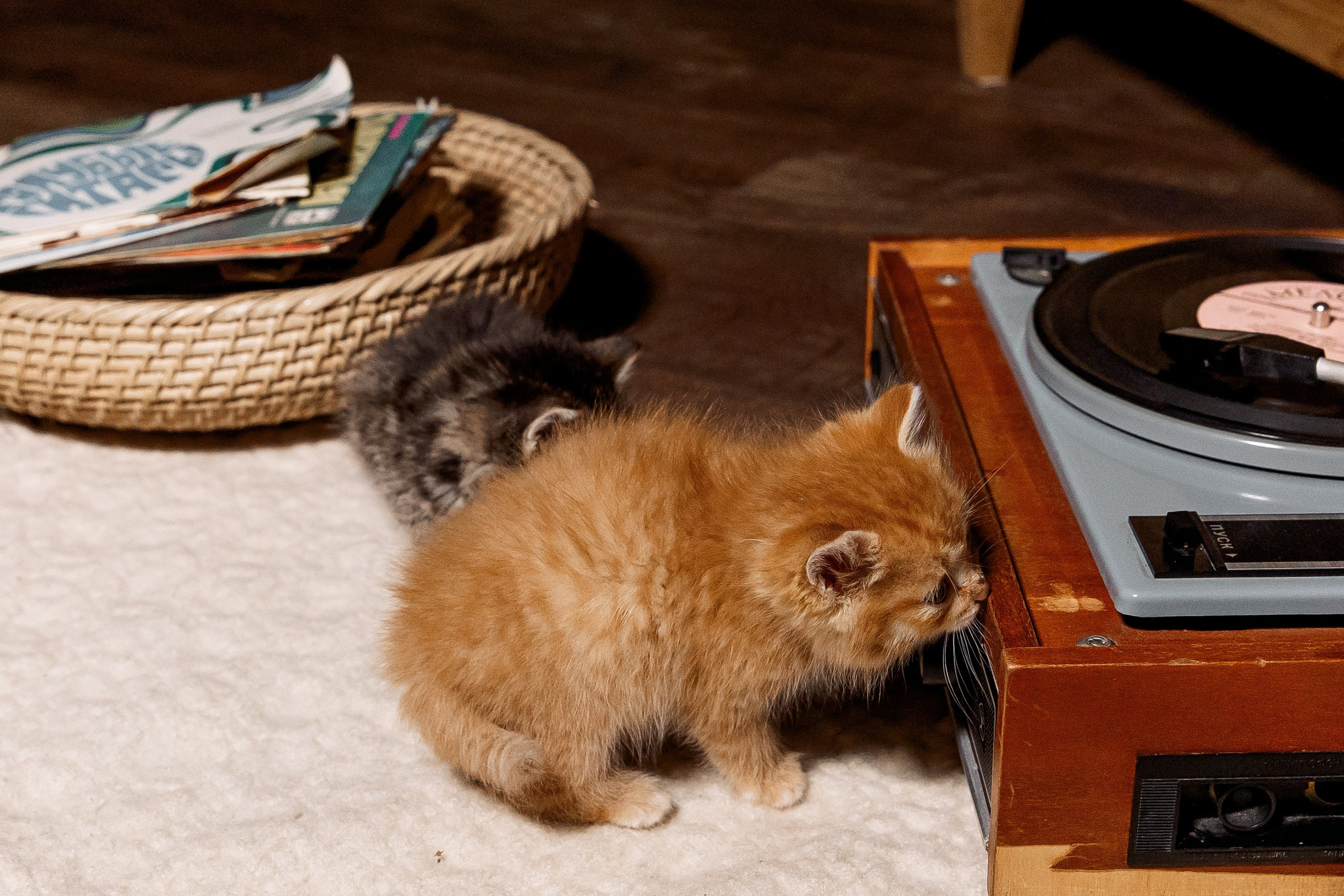 Эдуард и Дарья с сыновьями. Свадебный и семейный фотограф в Челябинске Юлия Ишимова