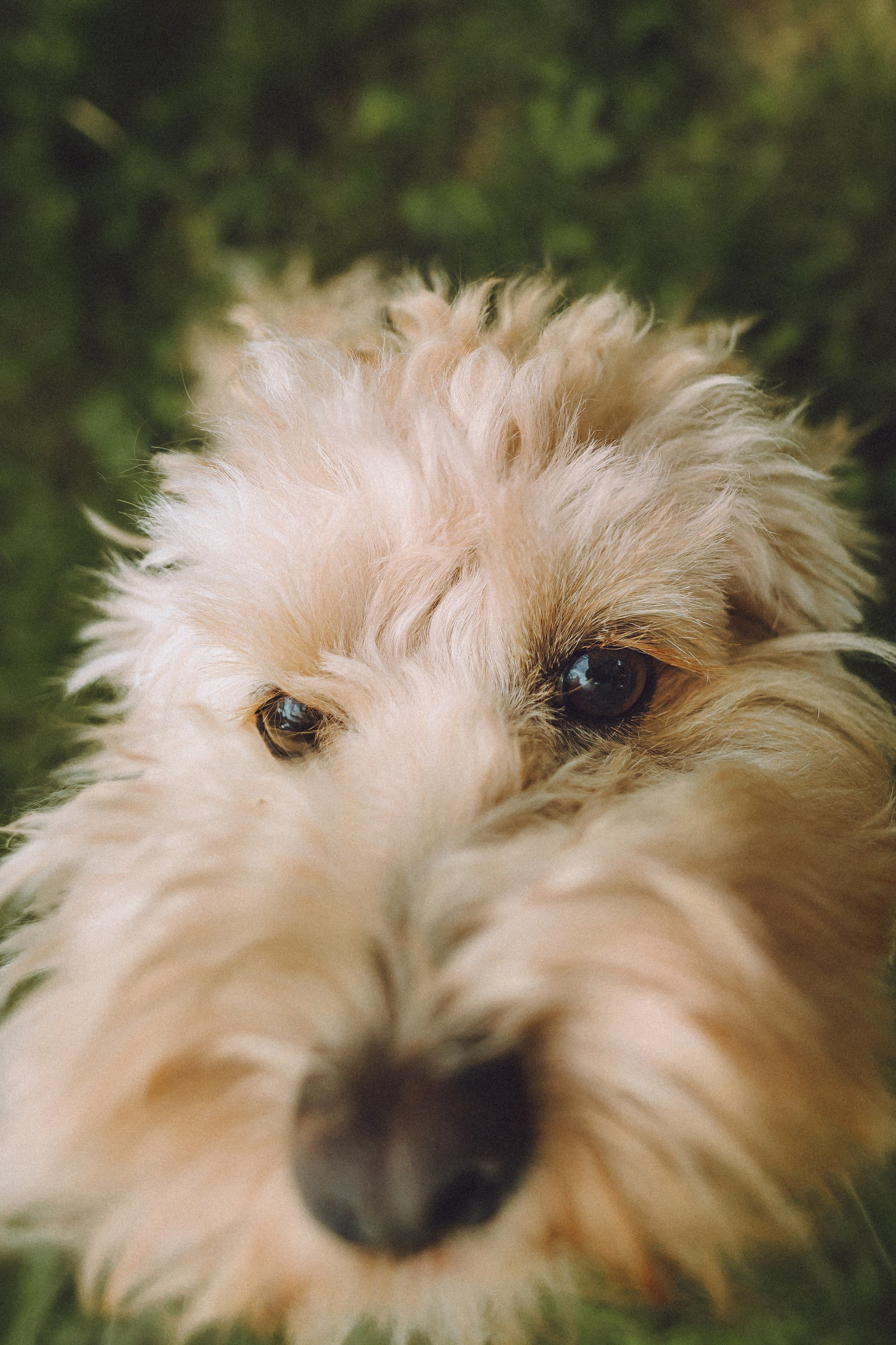 Фред и его семья