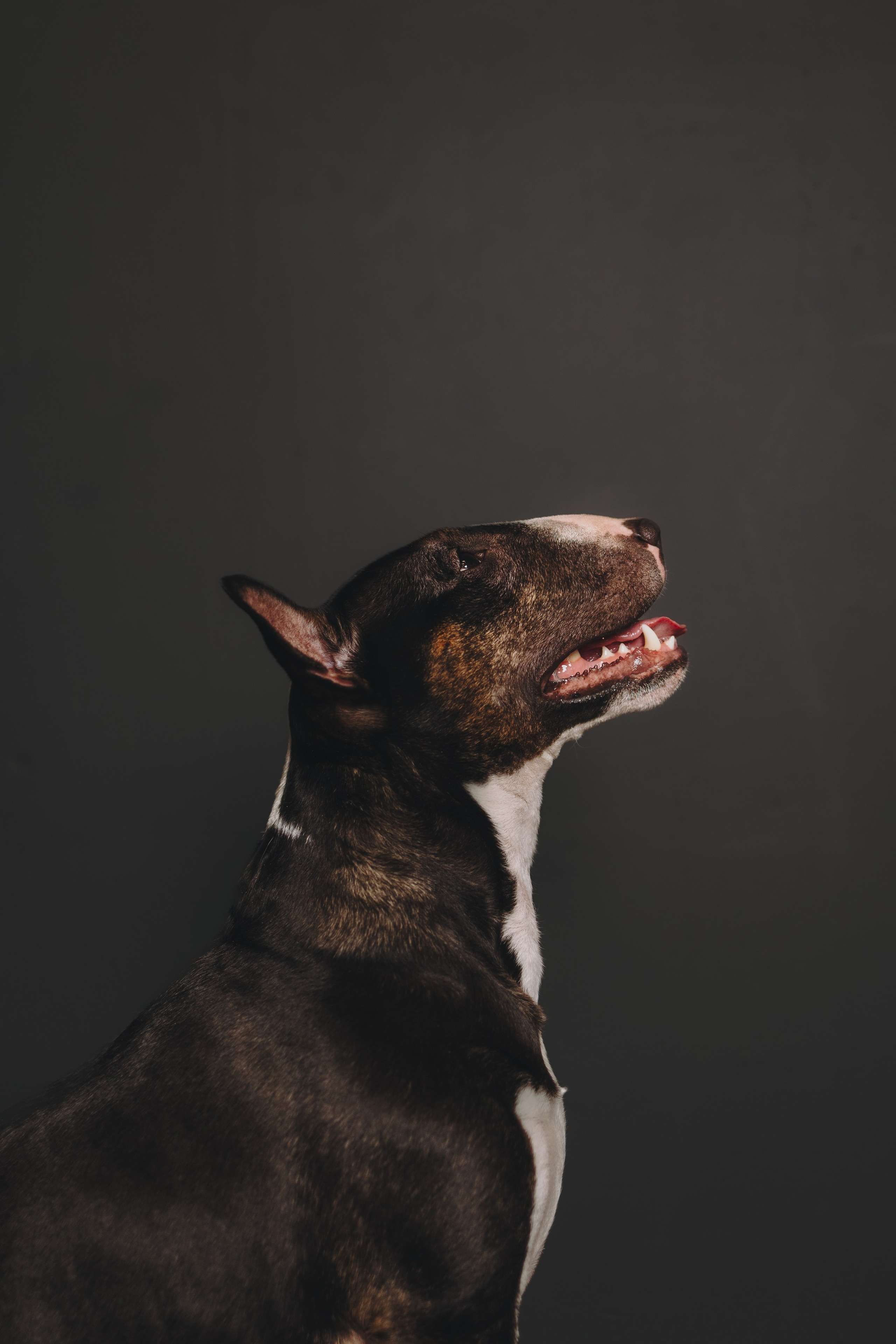 Груминг. Фотограф-анималист в Санкт-Петербурге Алина Яхонт